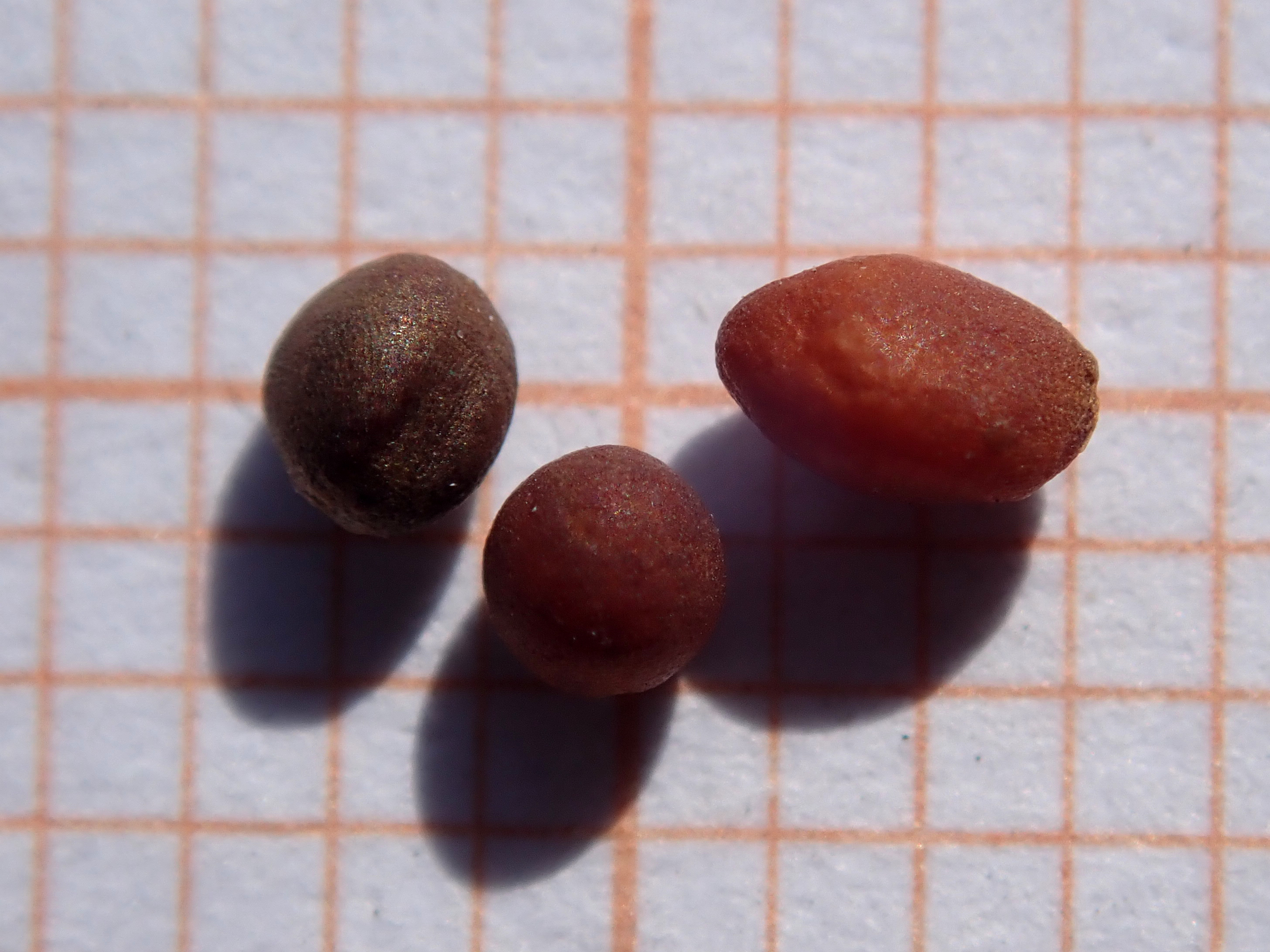 Broccoli fruit identification view