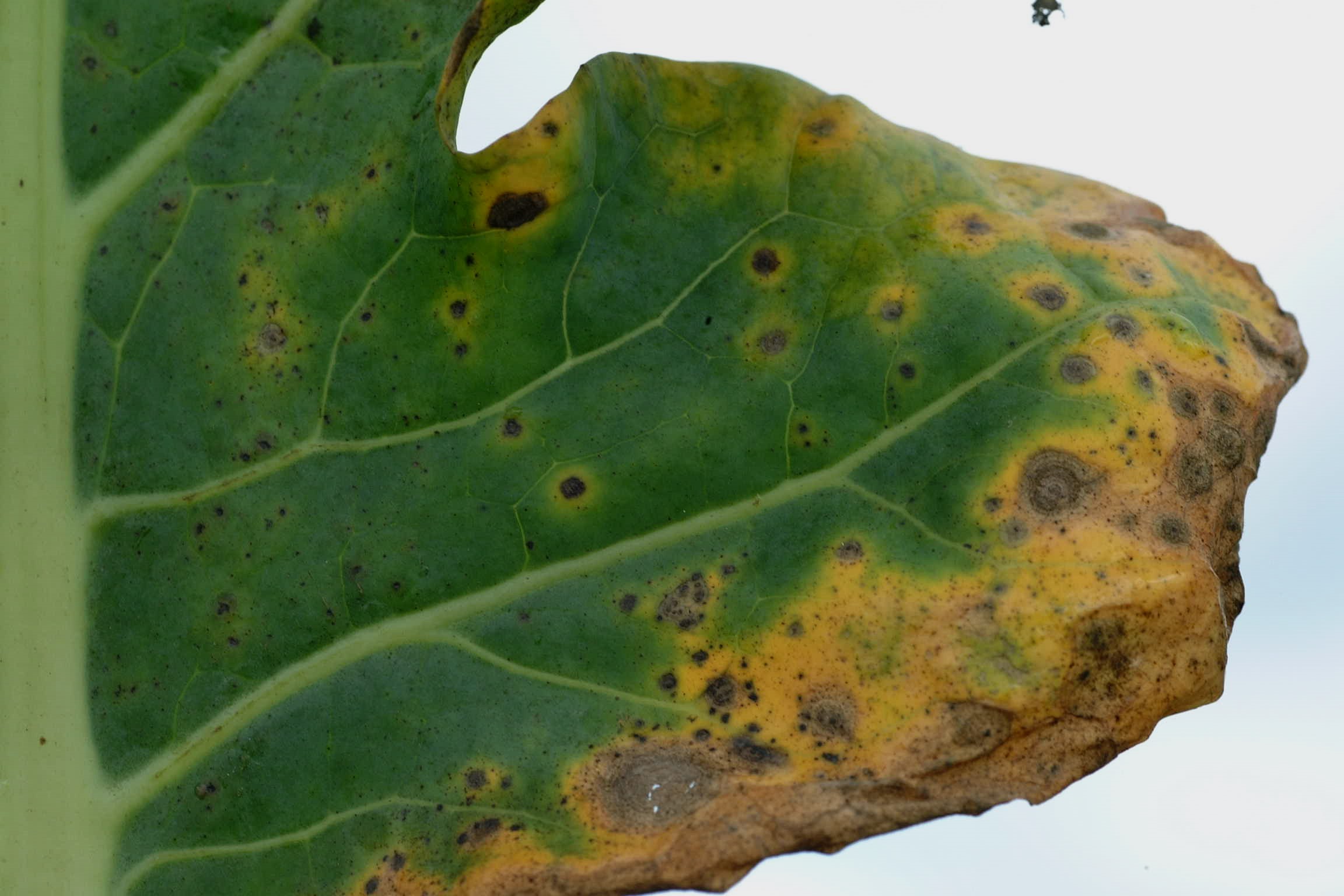 Broccoli leaf identification view
