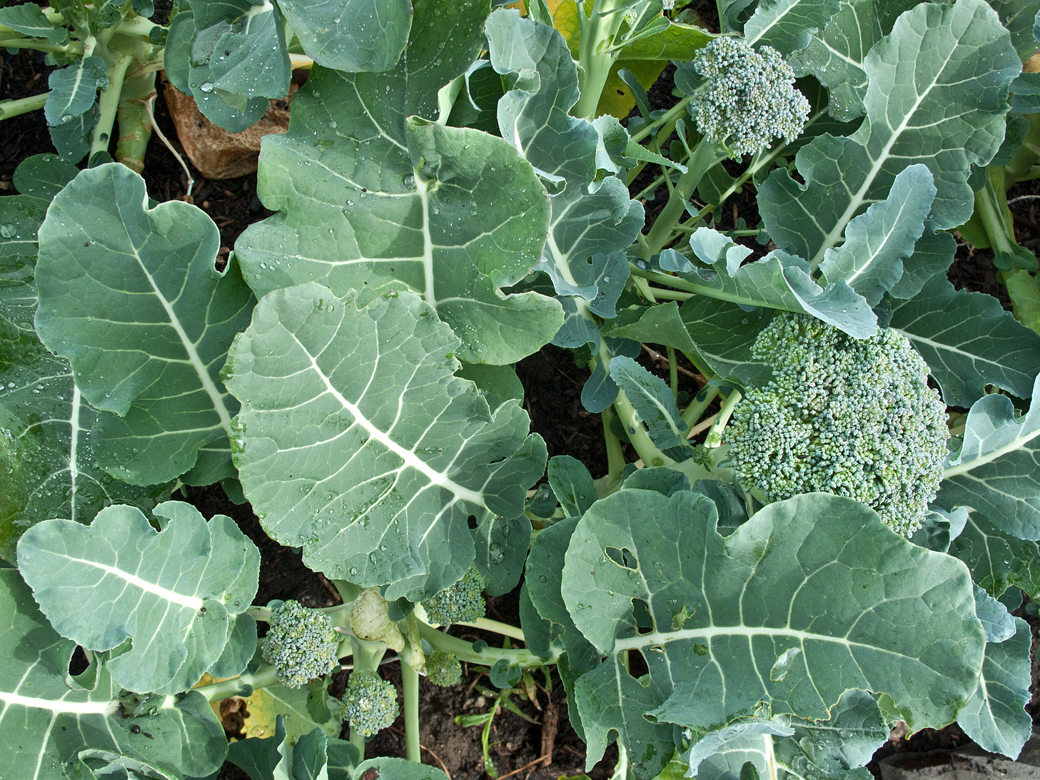 Broccoli stem identification view