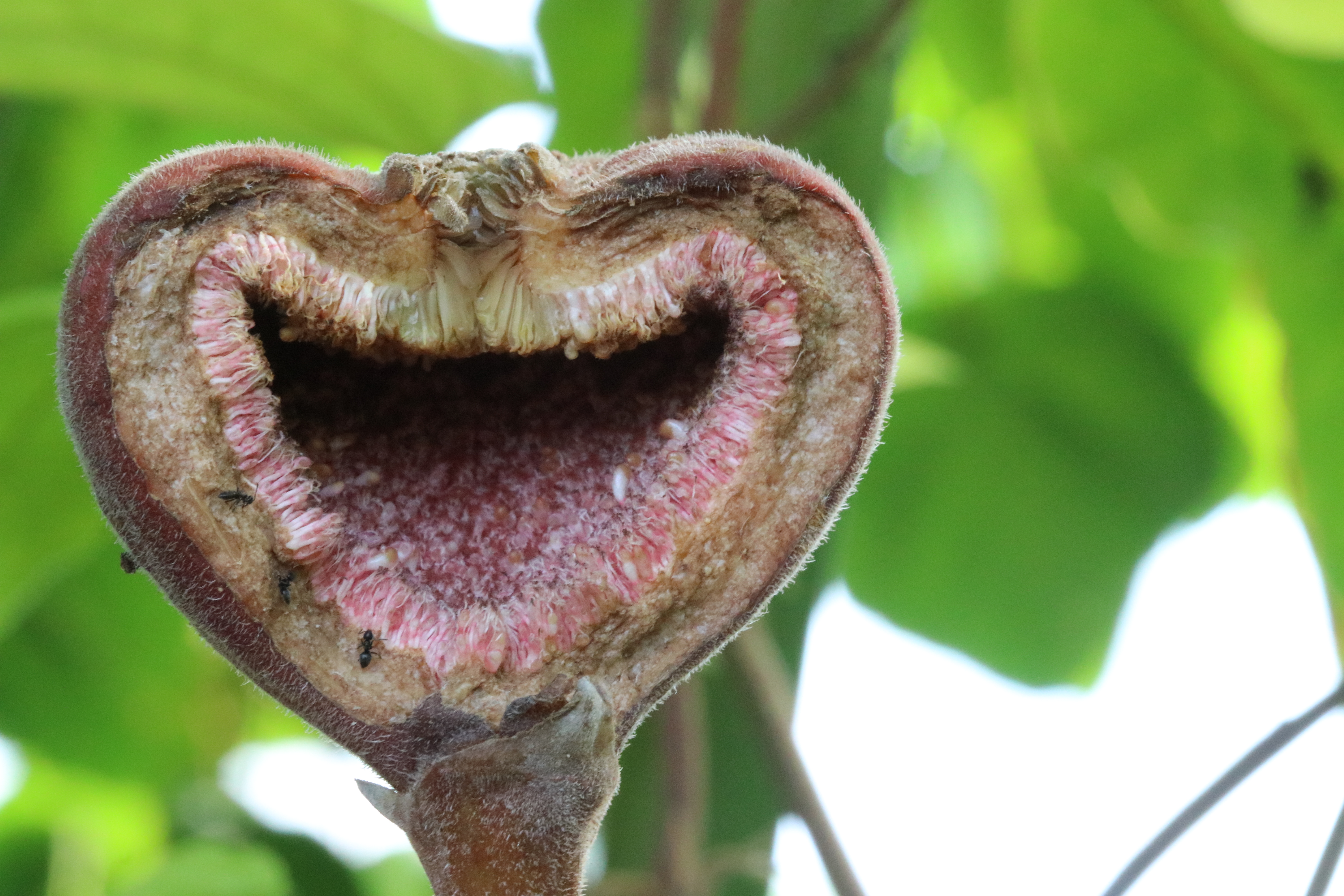Celeste Fig flower identification view