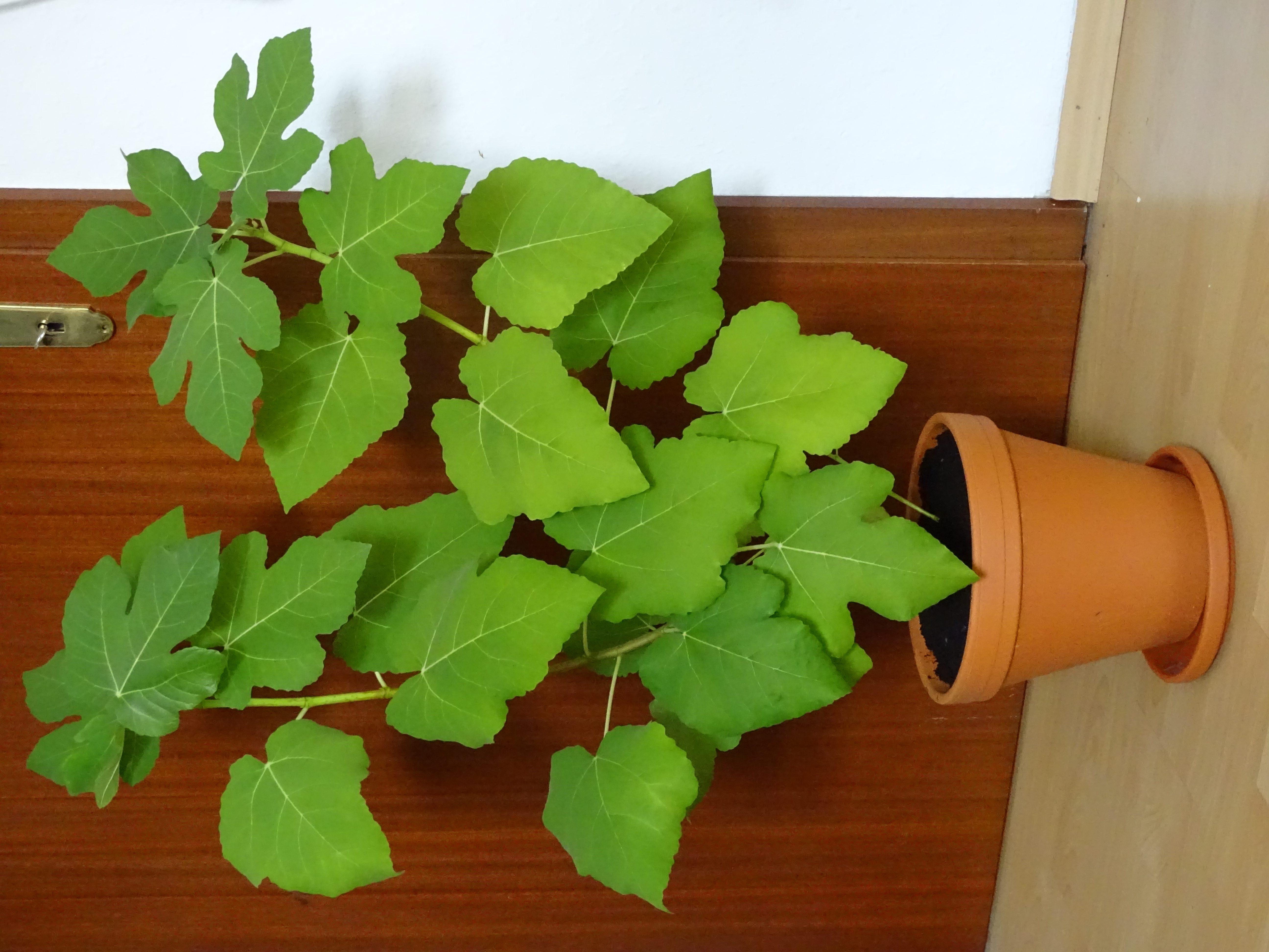 Celeste Fig leaf identification view