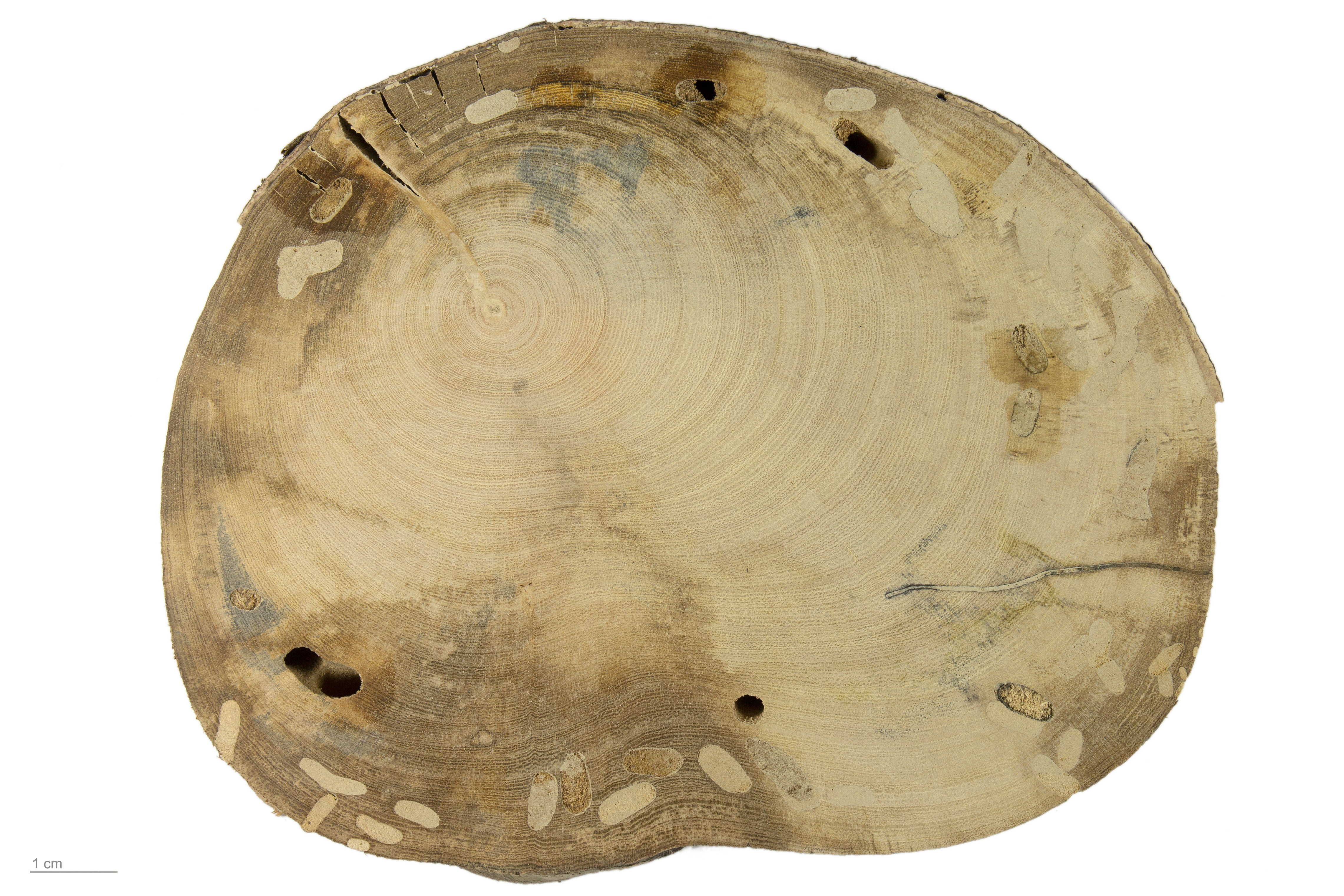 Celeste Fig plant identification view