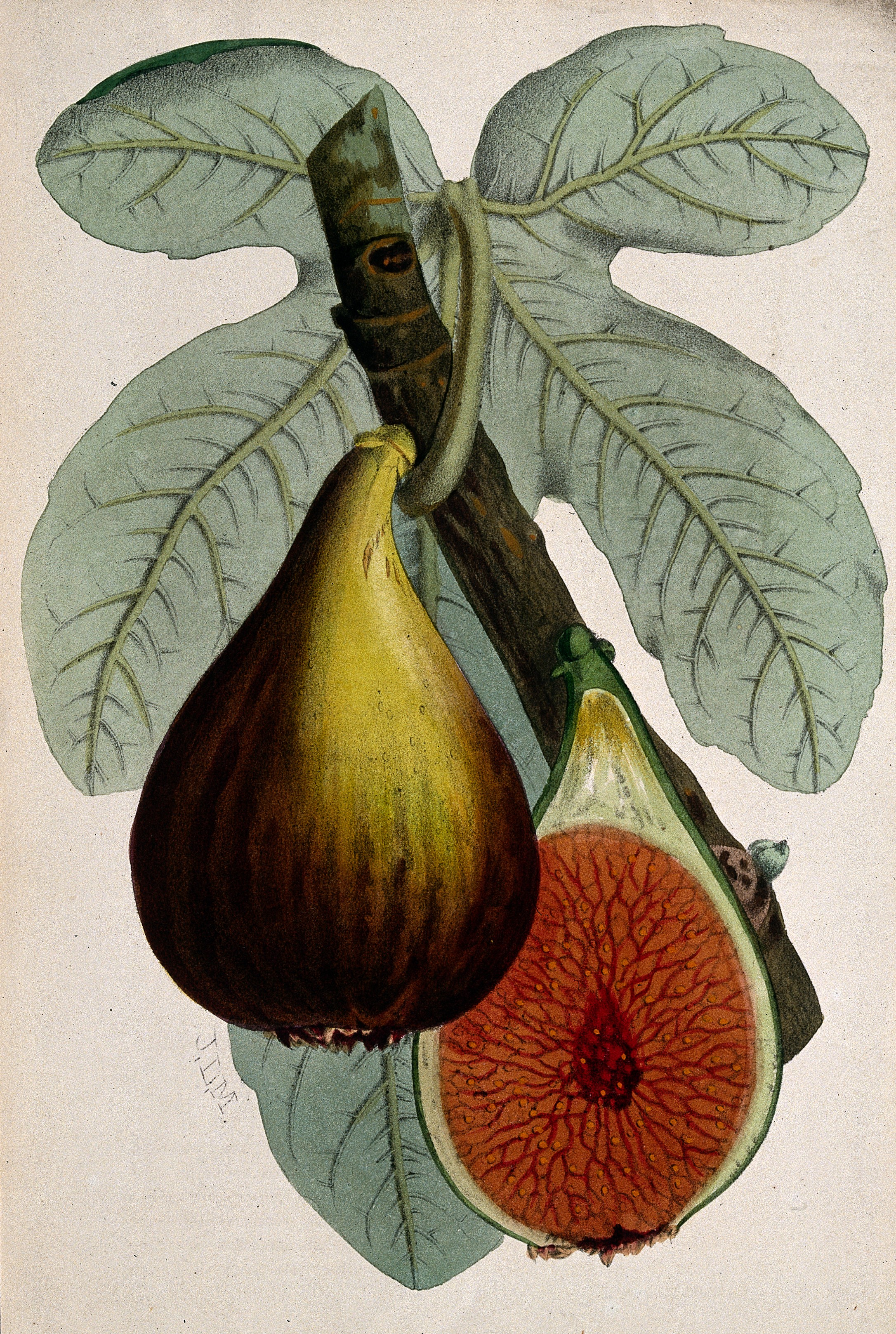 Celeste Fig stem identification view