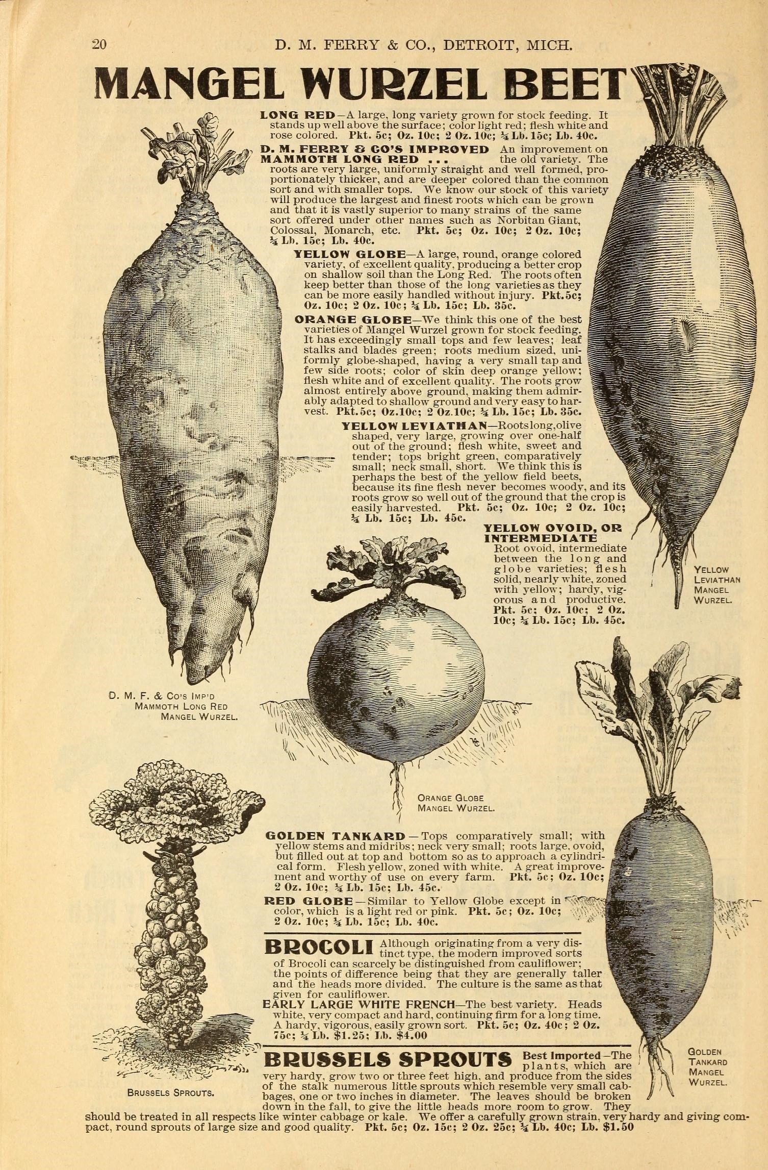 Brussels Sprout flower identification view