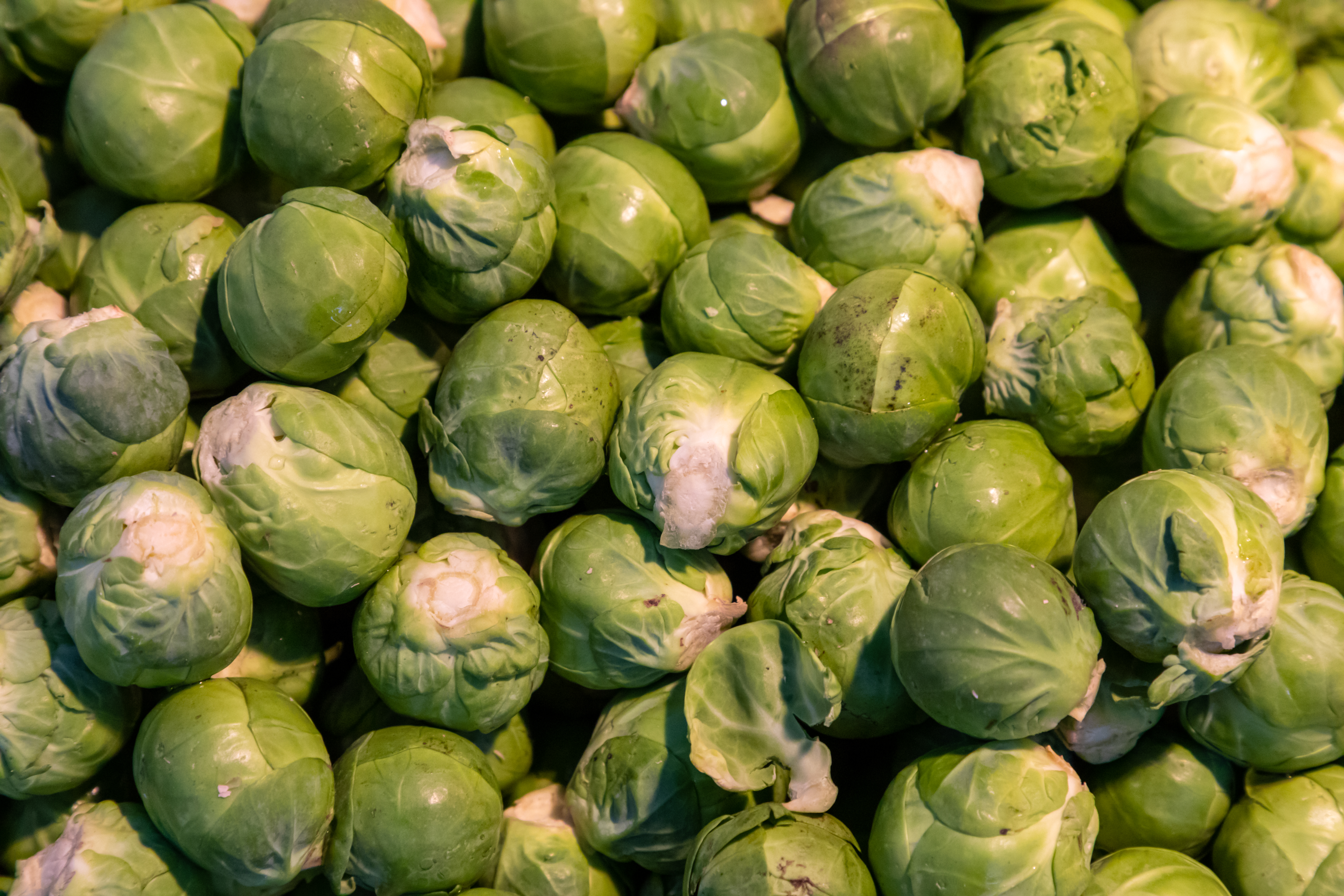 Brussels Sprout plant identification view