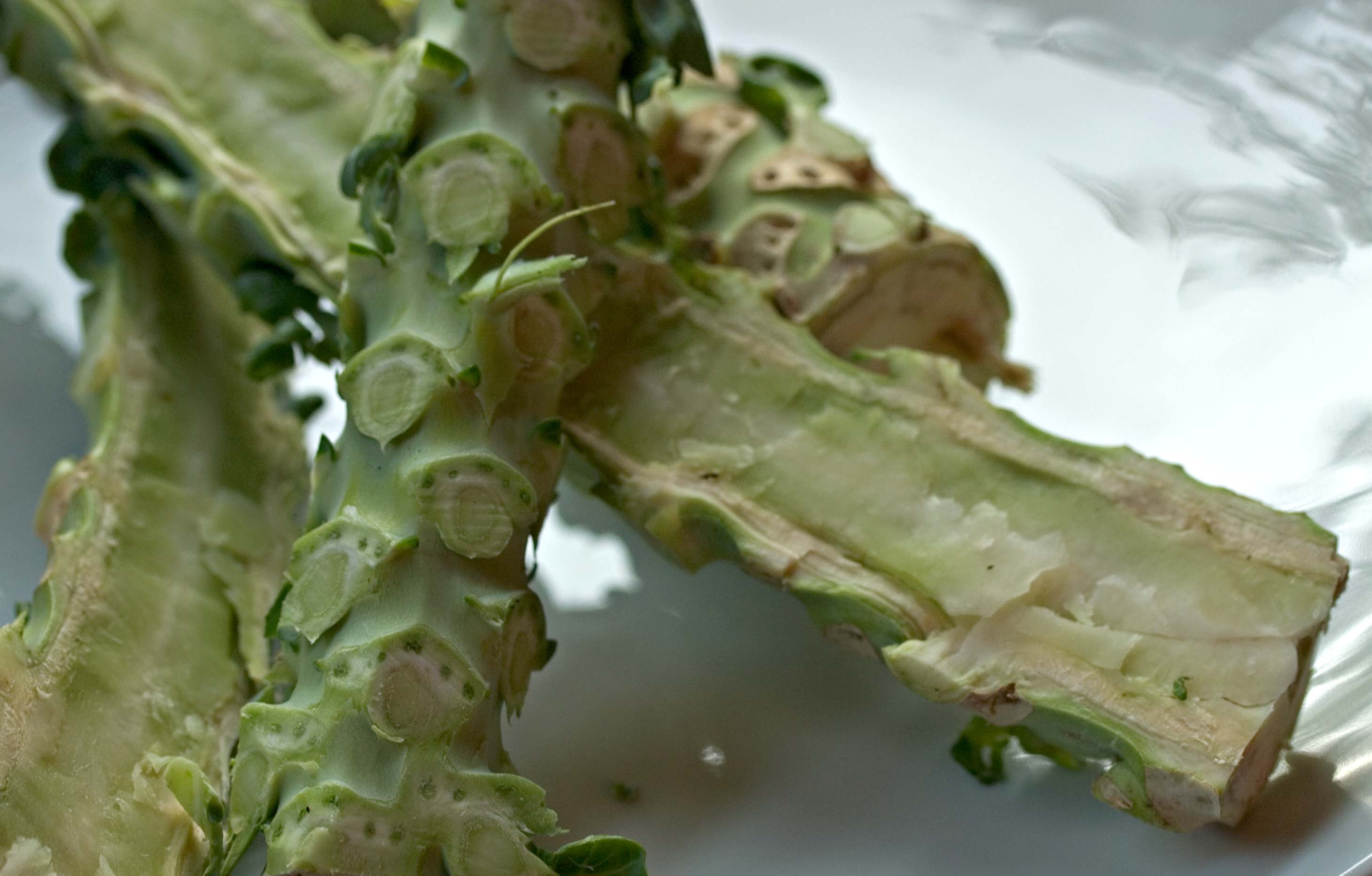 Brussels Sprout stem identification view