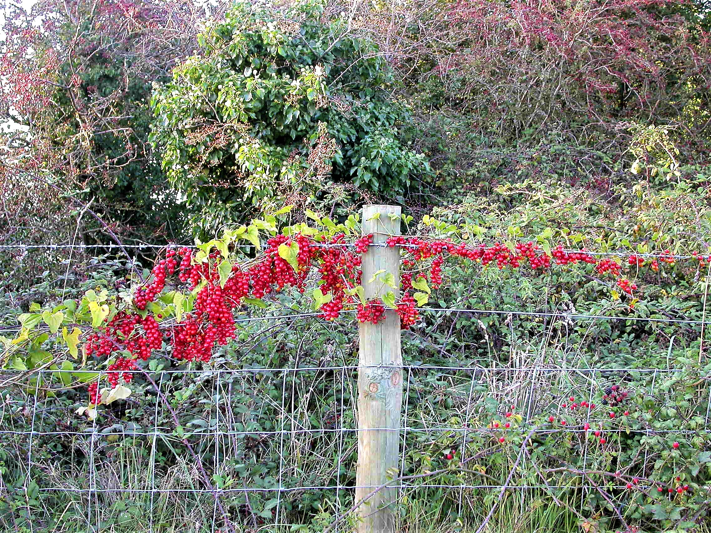 Bryonia fruit identification view