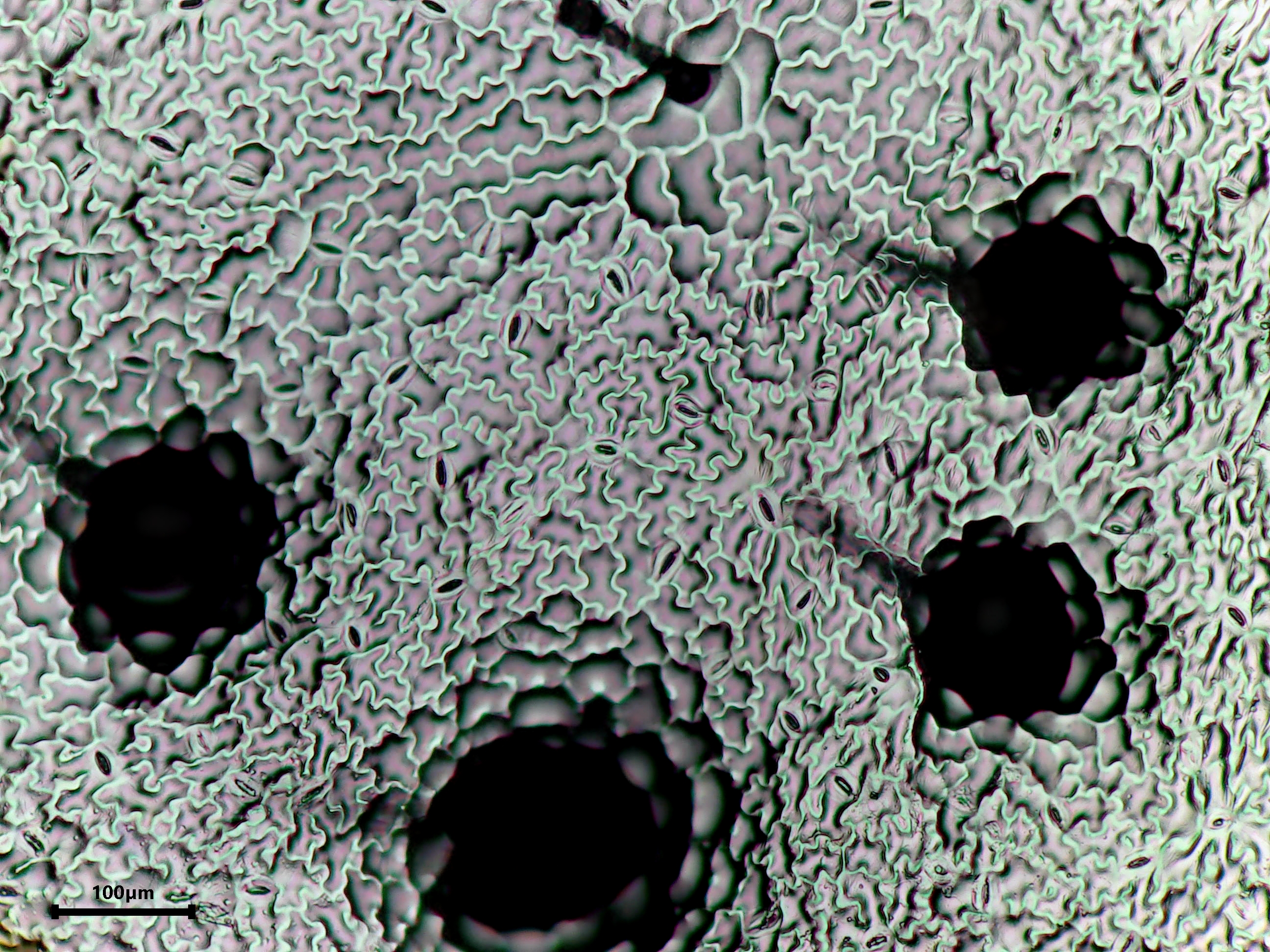 Bryonia leaf identification view