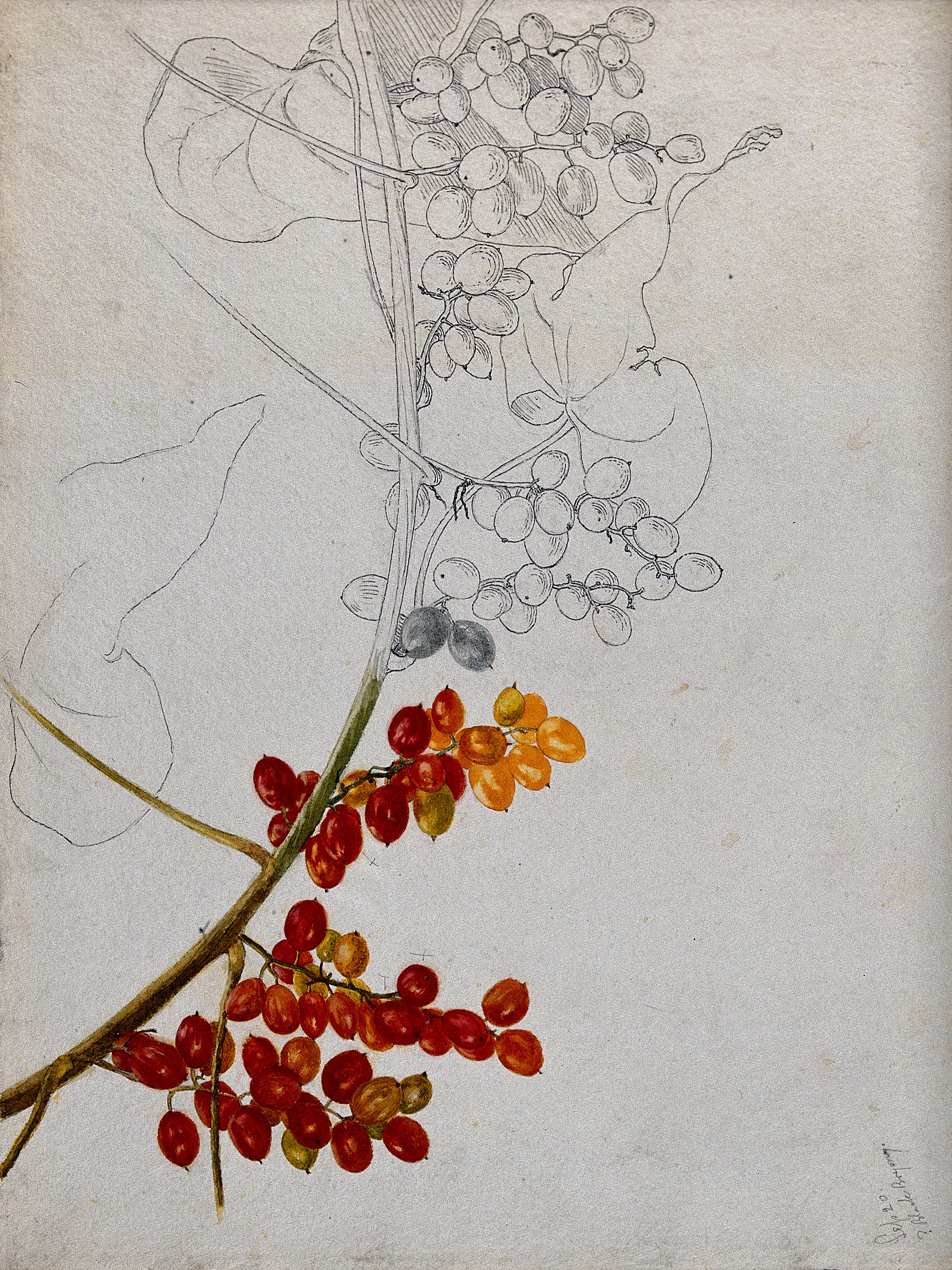 Bryonia stem identification view