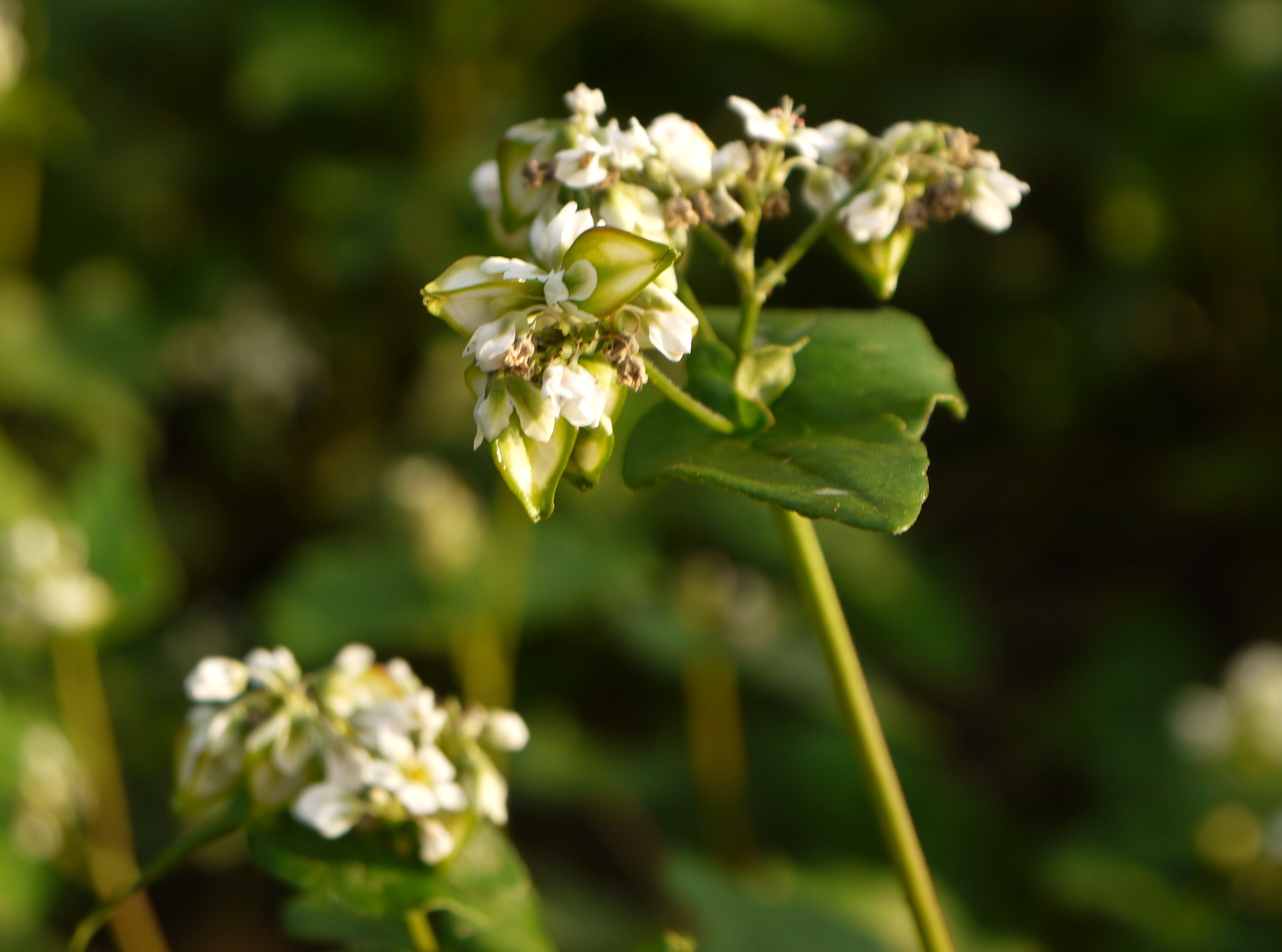 Buckwheat flower identification view