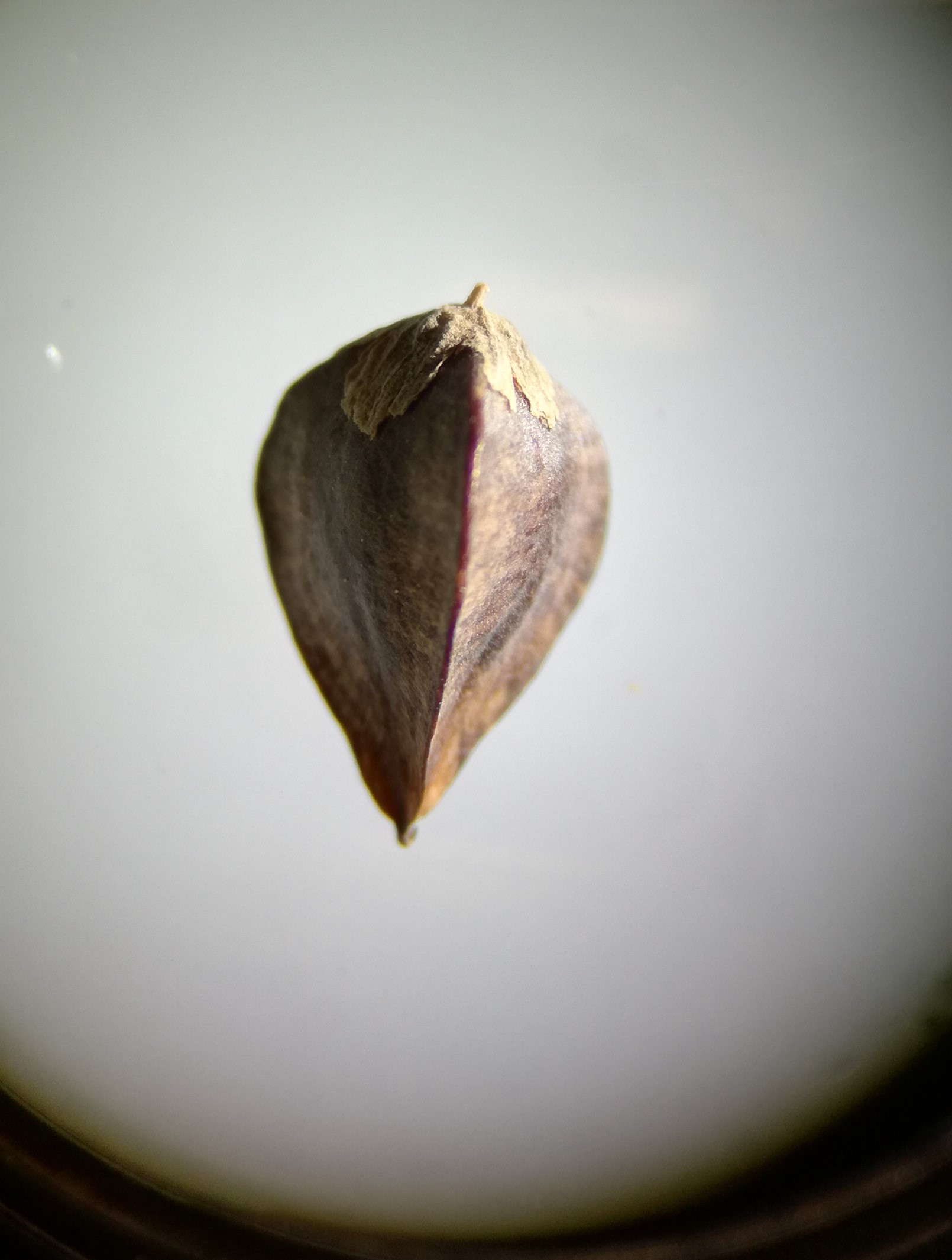 Buckwheat fruit identification view