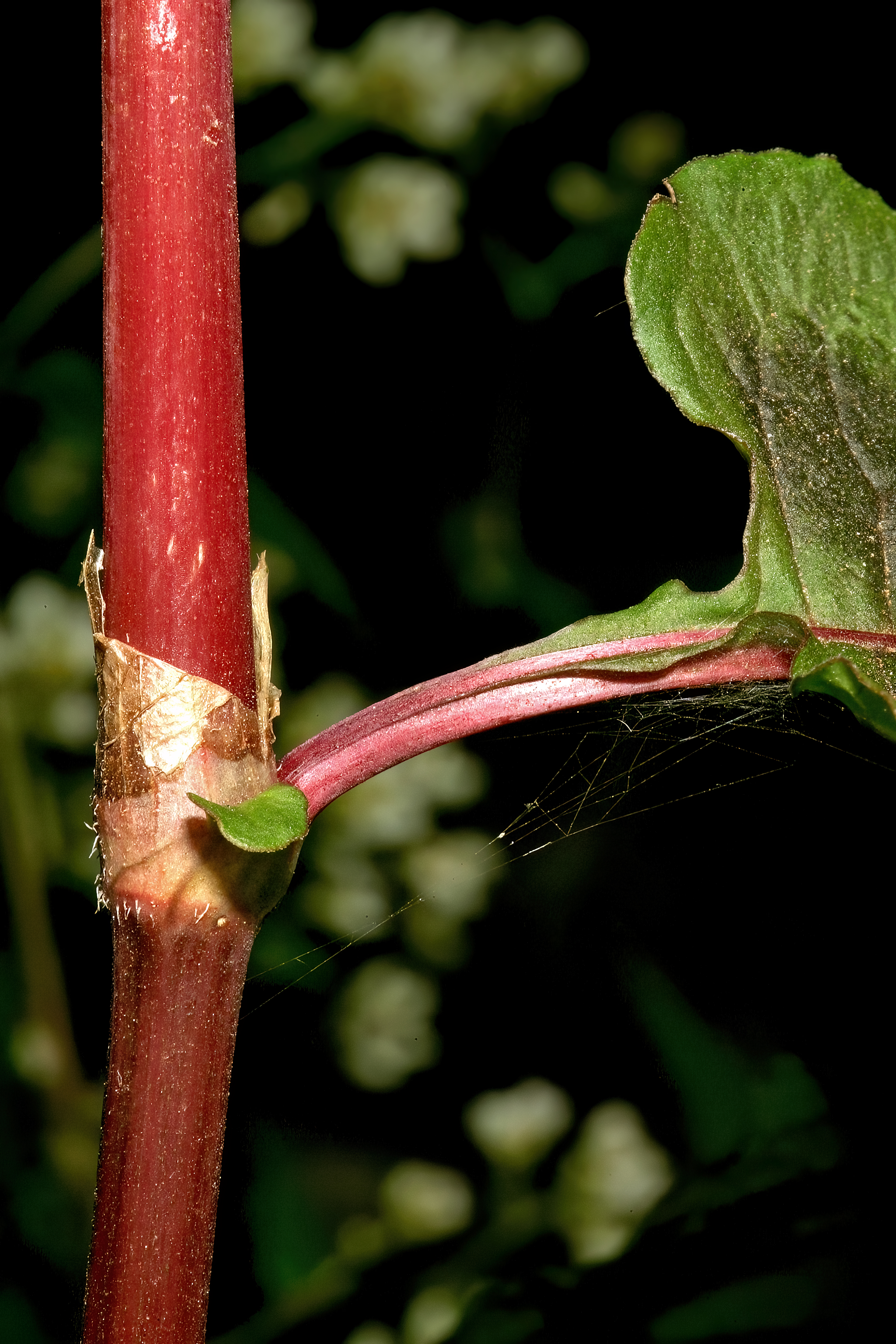 Buckwheat leaf identification view