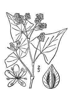 Buckwheat plant identification view