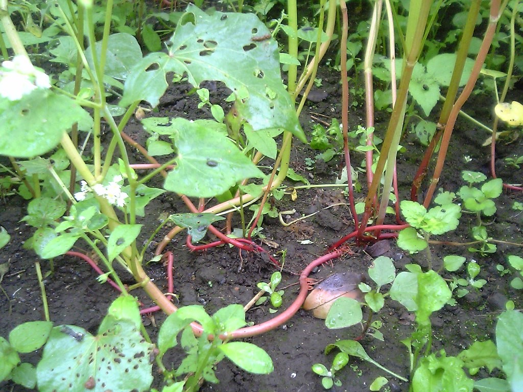 Buckwheat stem identification view