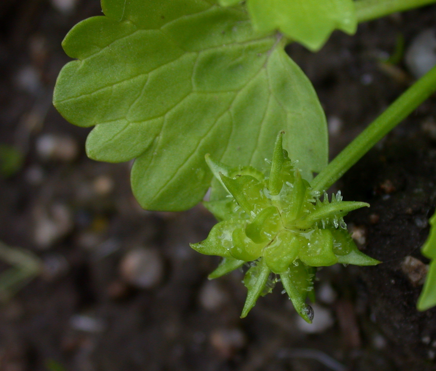 Buttercup fruit identification view