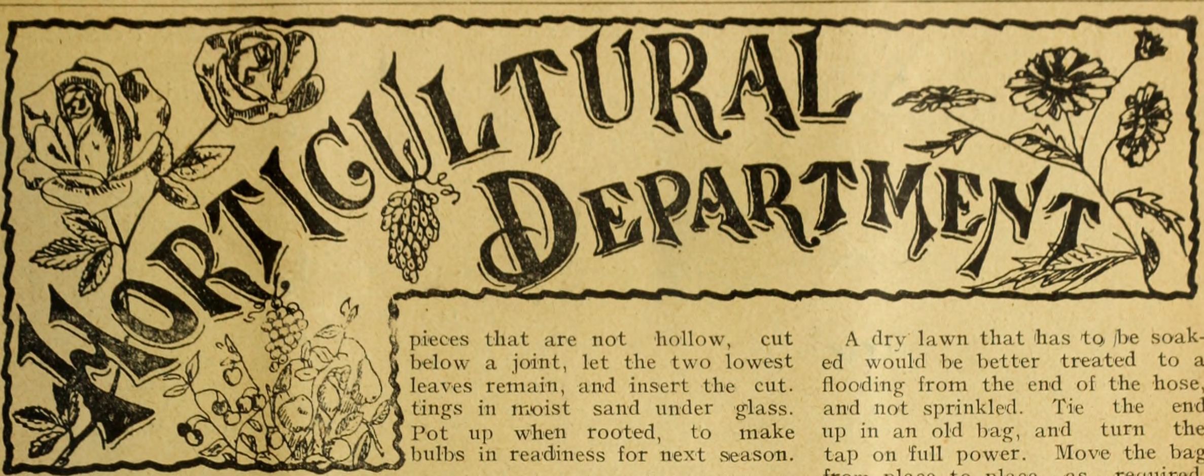 Buttercup leaf identification view