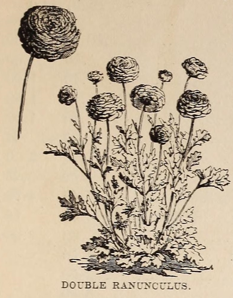 Buttercup plant identification view