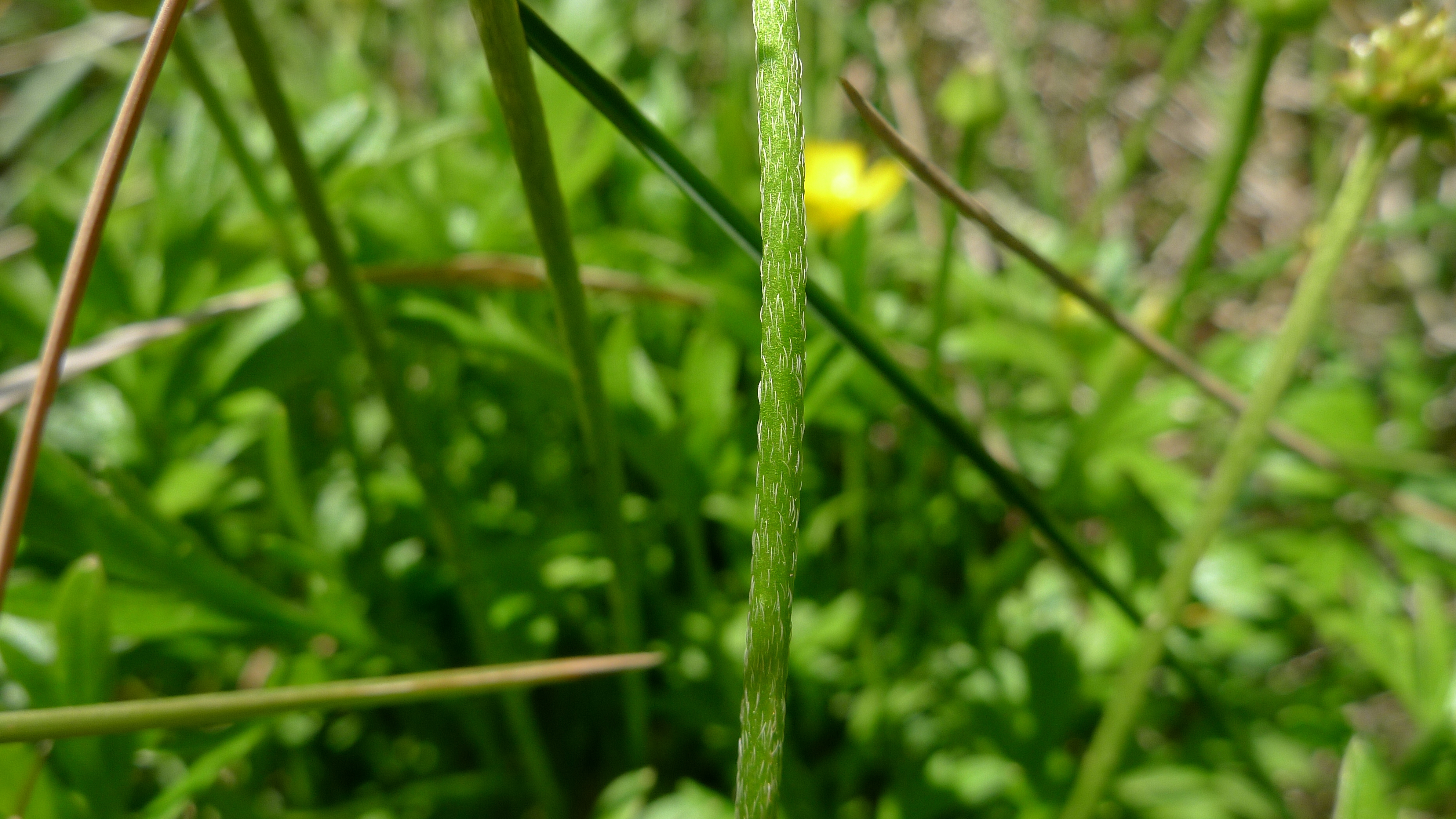 Buttercup stem identification view