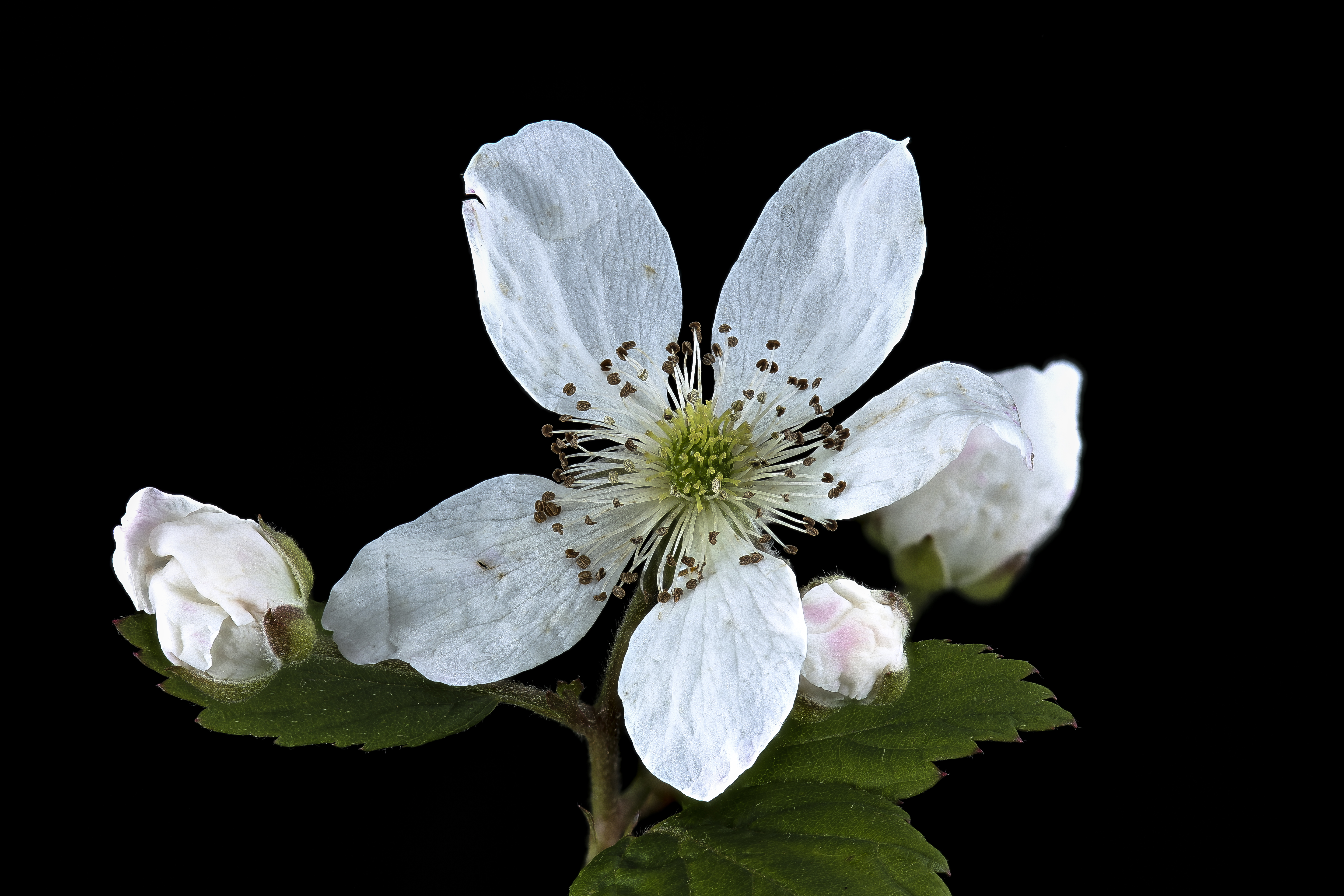 Ouachita Blackberry flower identification view