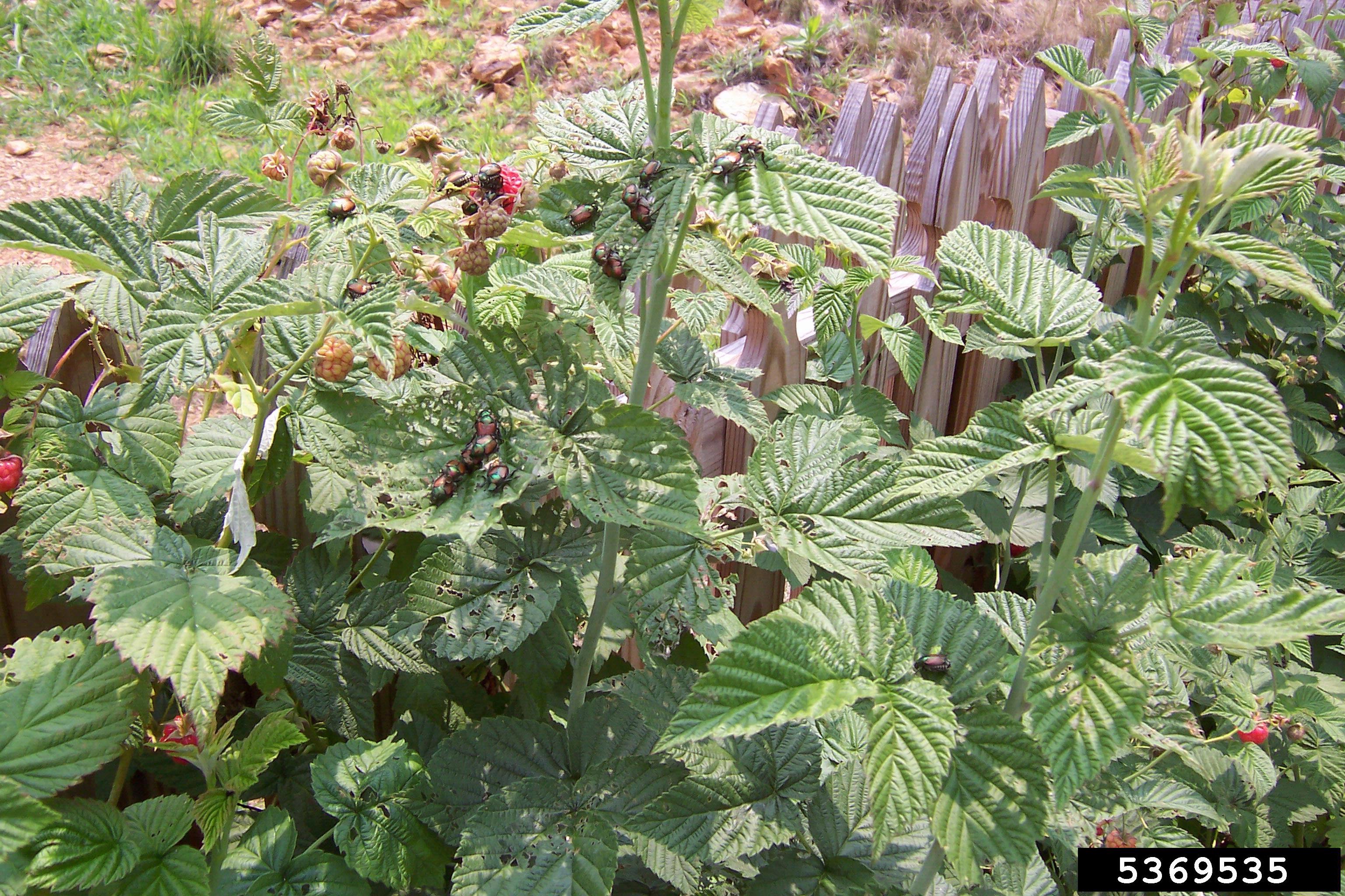 Ouachita Blackberry fruit identification view