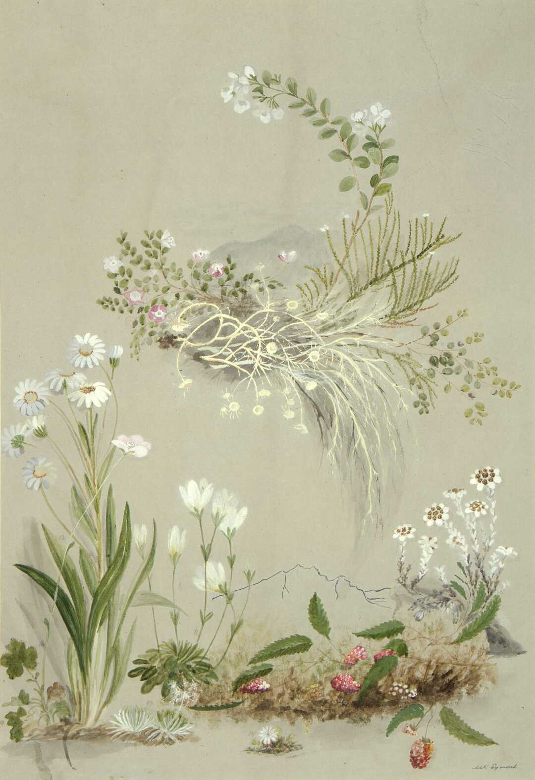 Ouachita Blackberry plant identification view