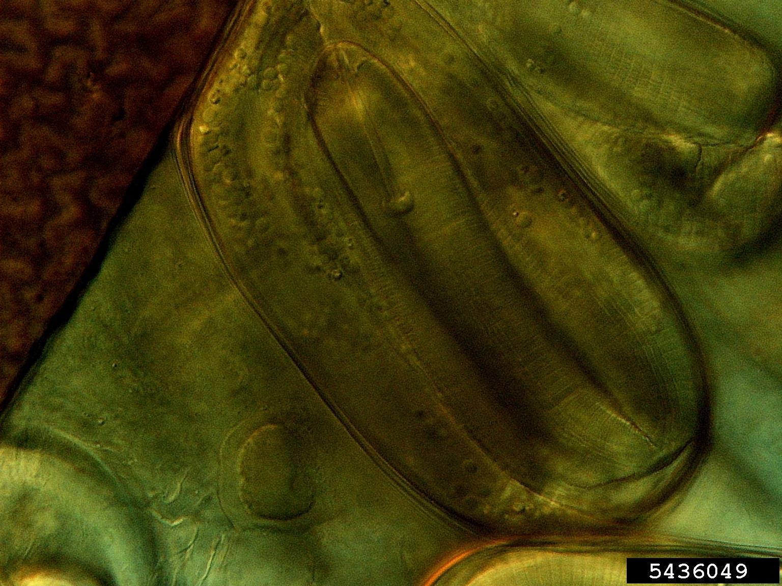 Ouachita Blackberry stem identification view