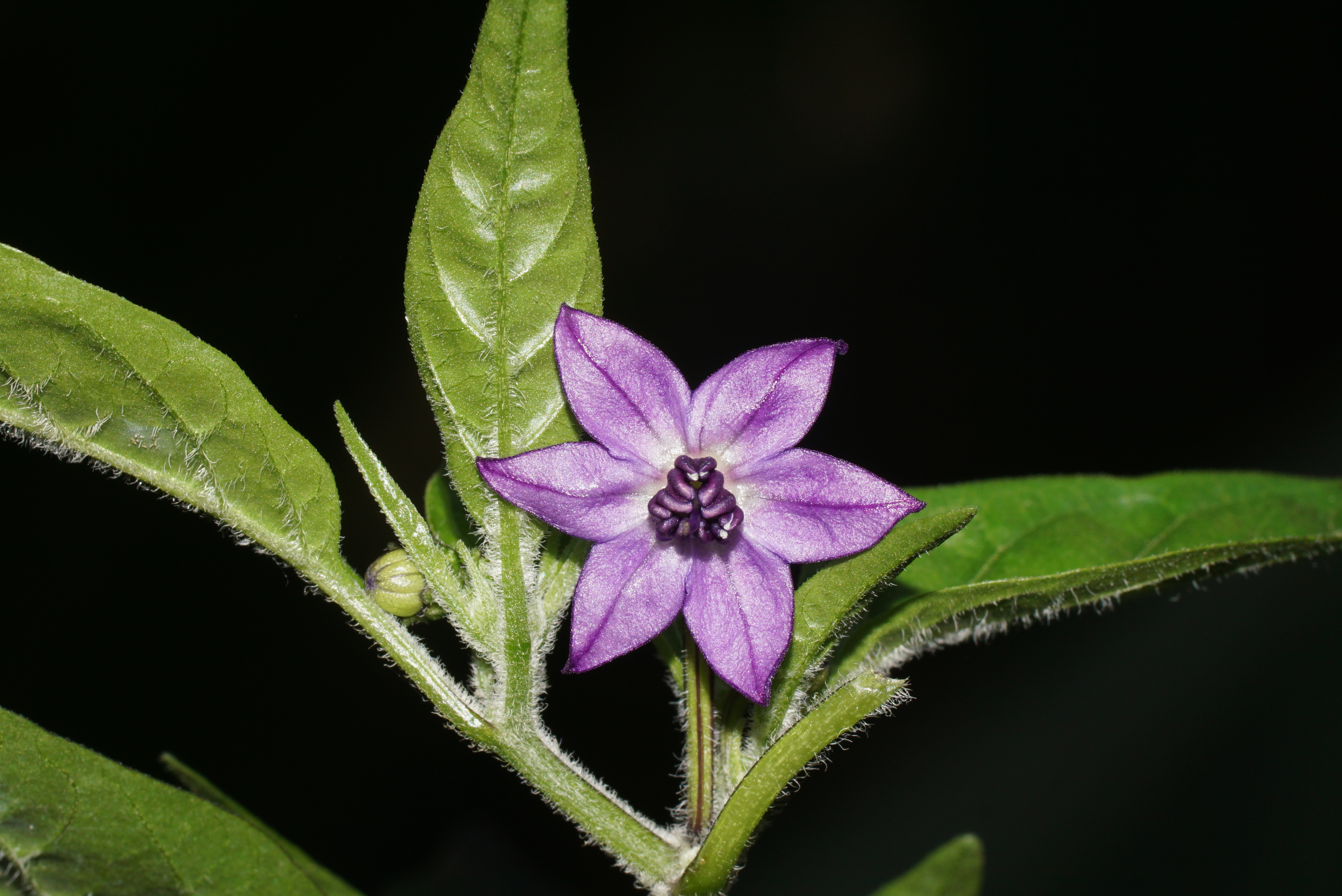 Poblano Pepper flower identification view