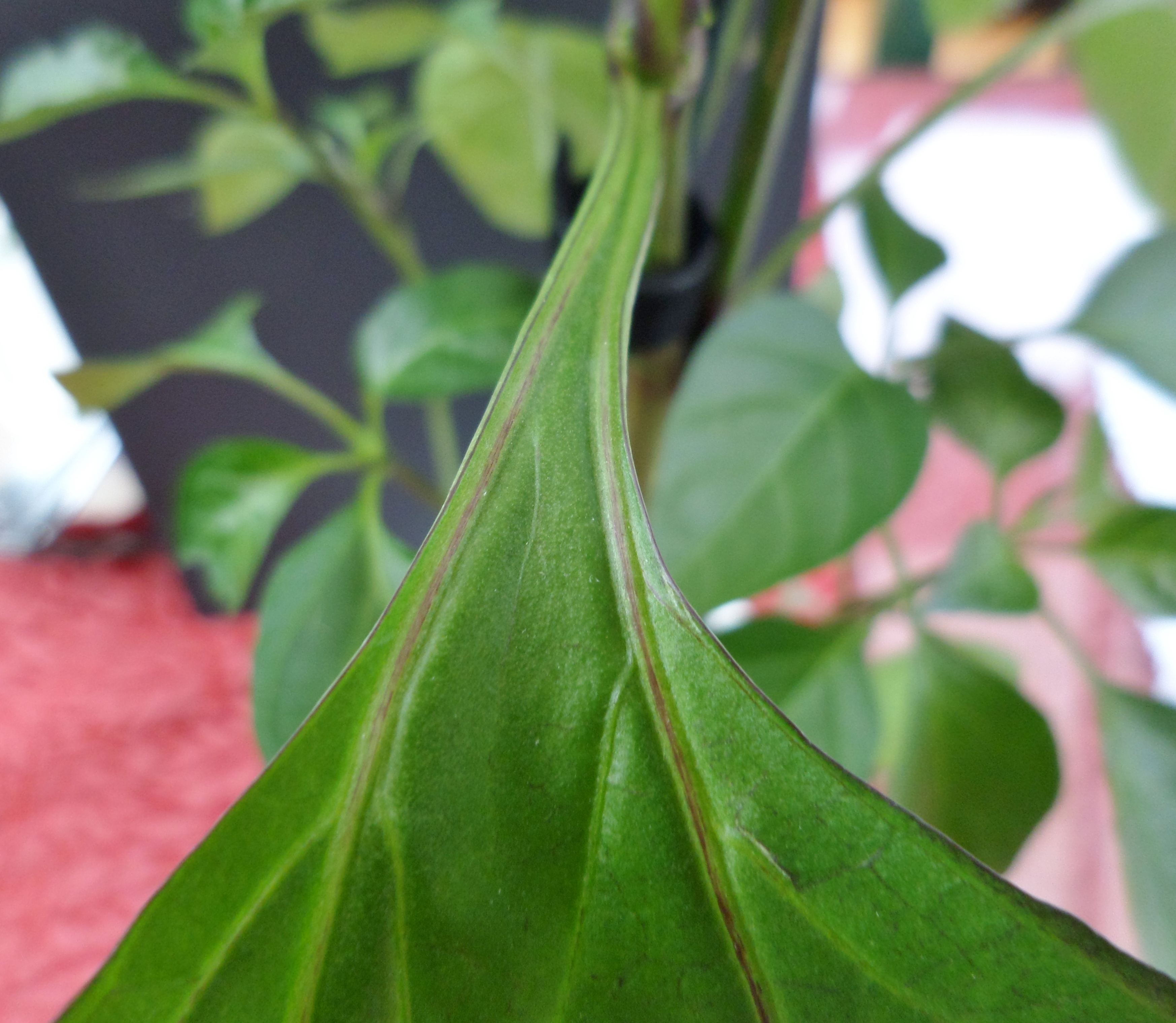 Poblano Pepper leaf identification view