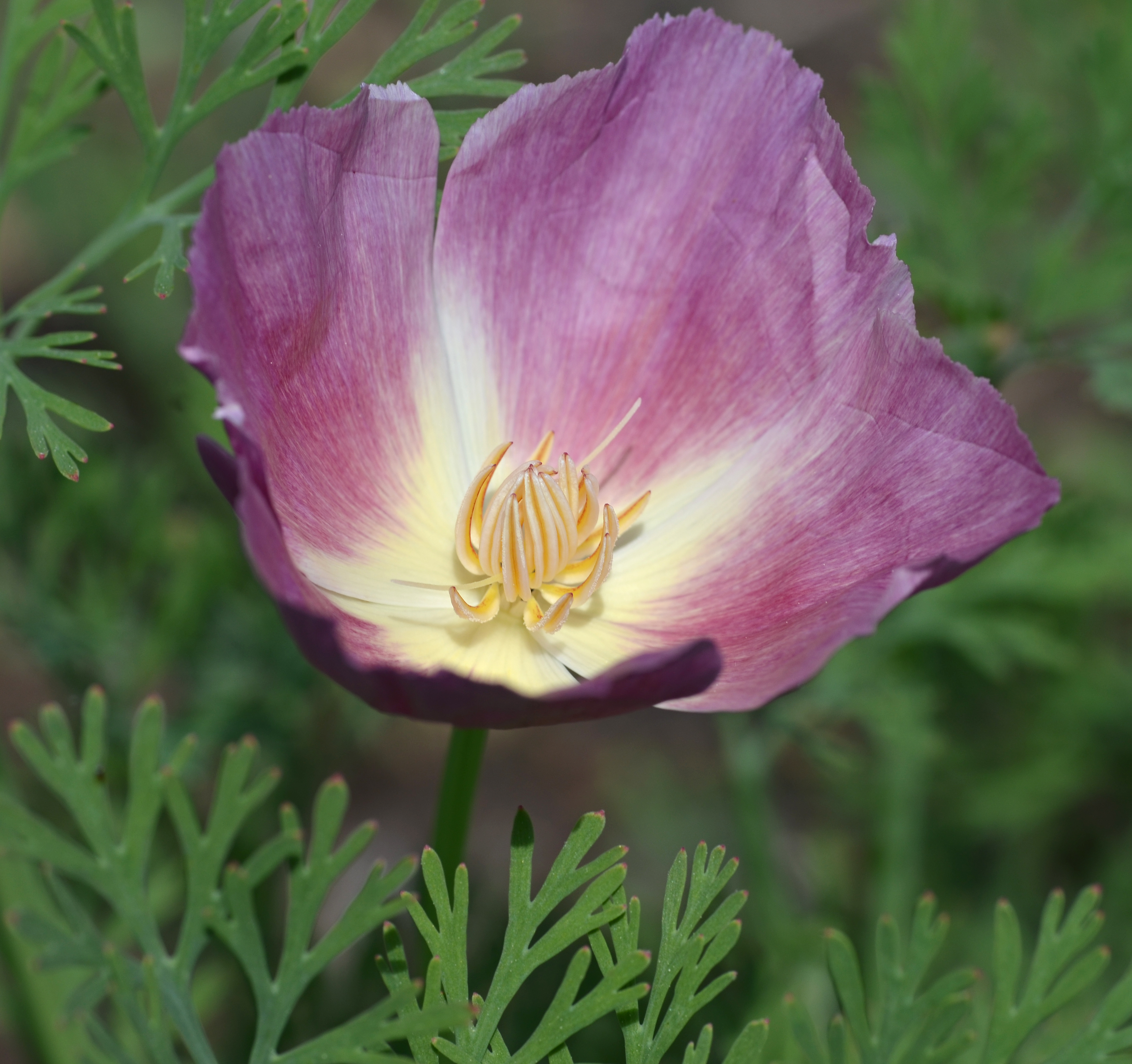 Californian poppy flower identification view