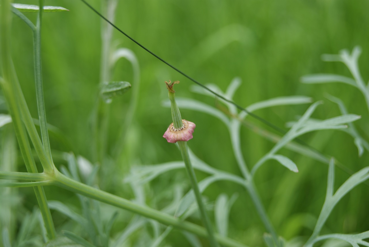 Californian poppy fruit identification view