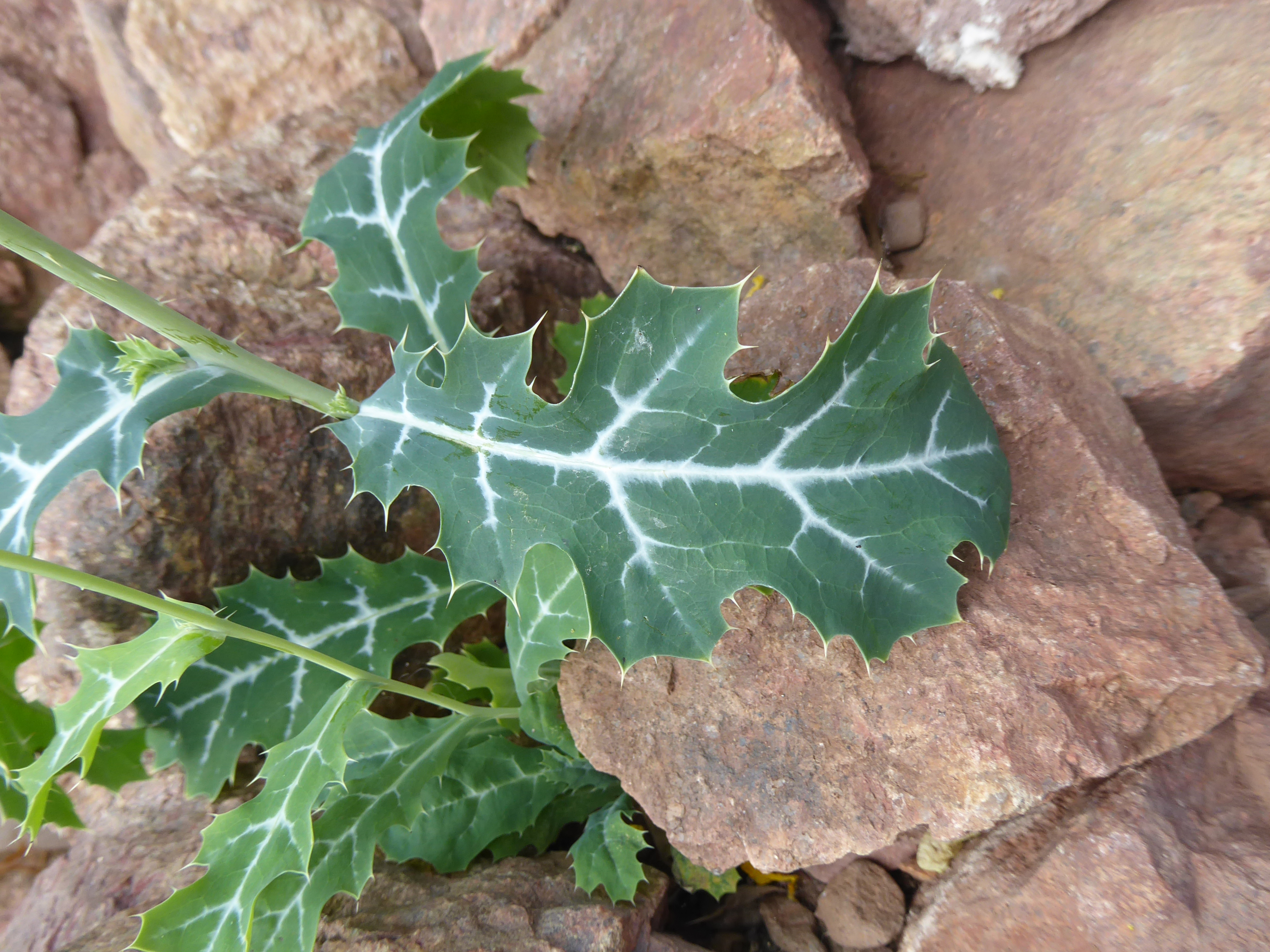 Californian poppy leaf identification view