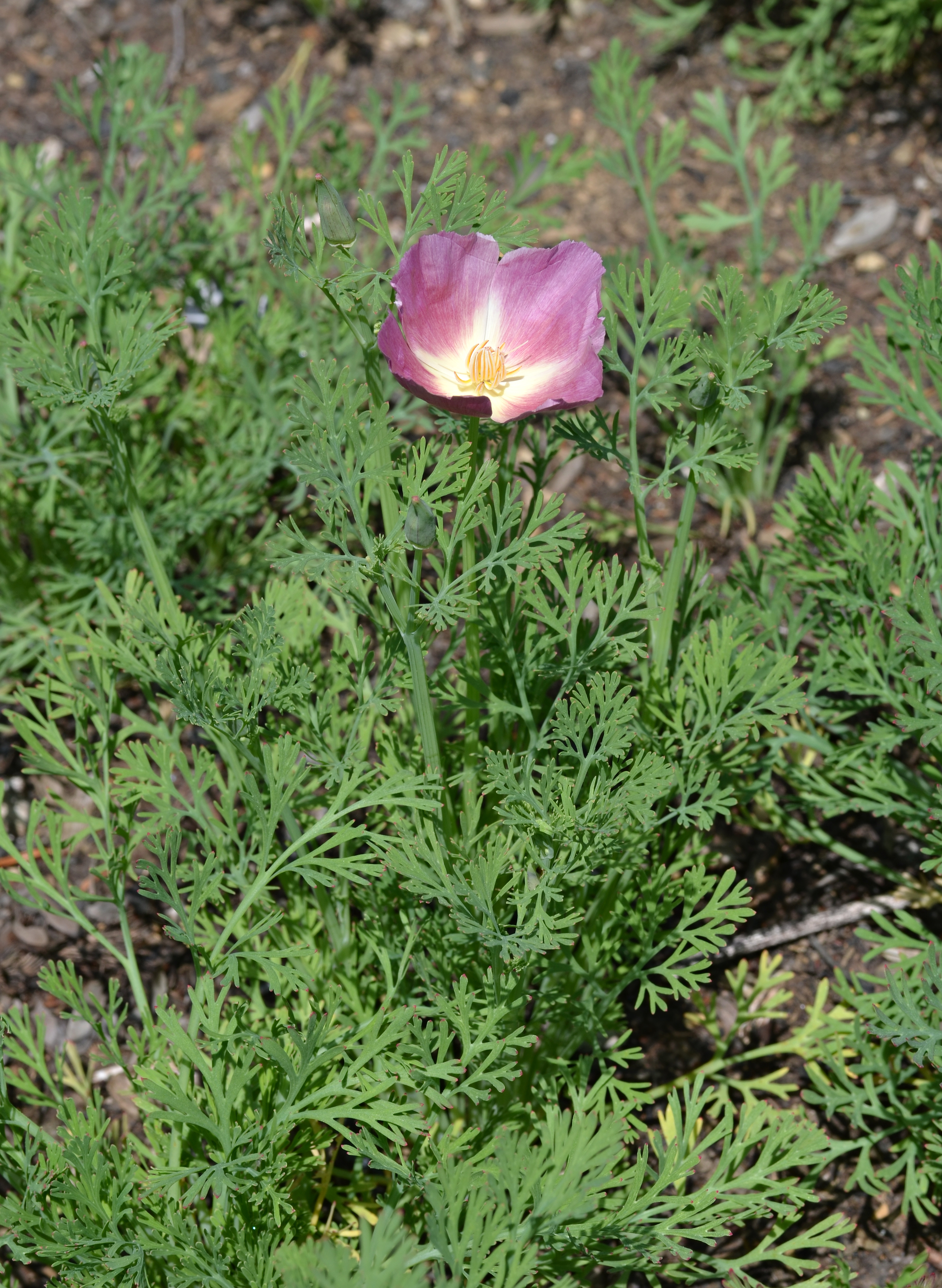 Californian poppy plant identification view