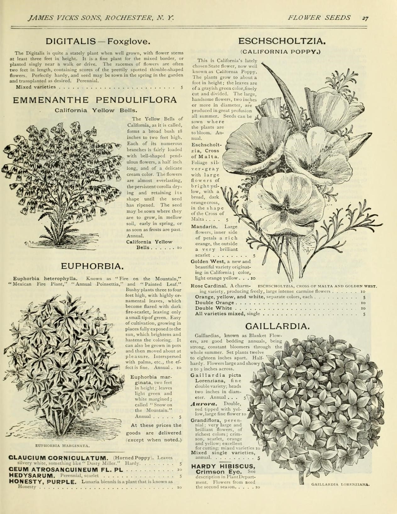 Californian poppy stem identification view