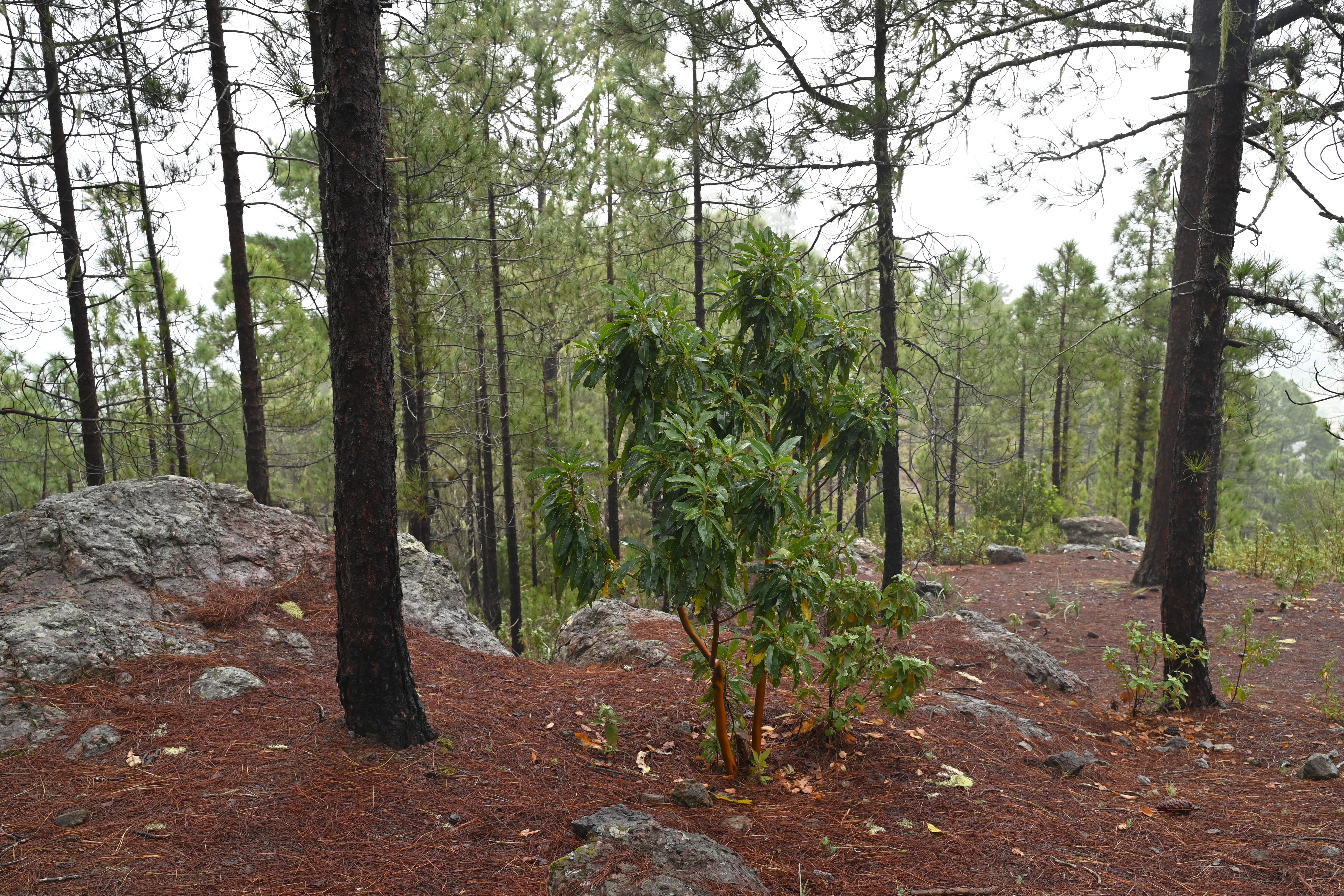 Callicarpa longifolia flower identification view