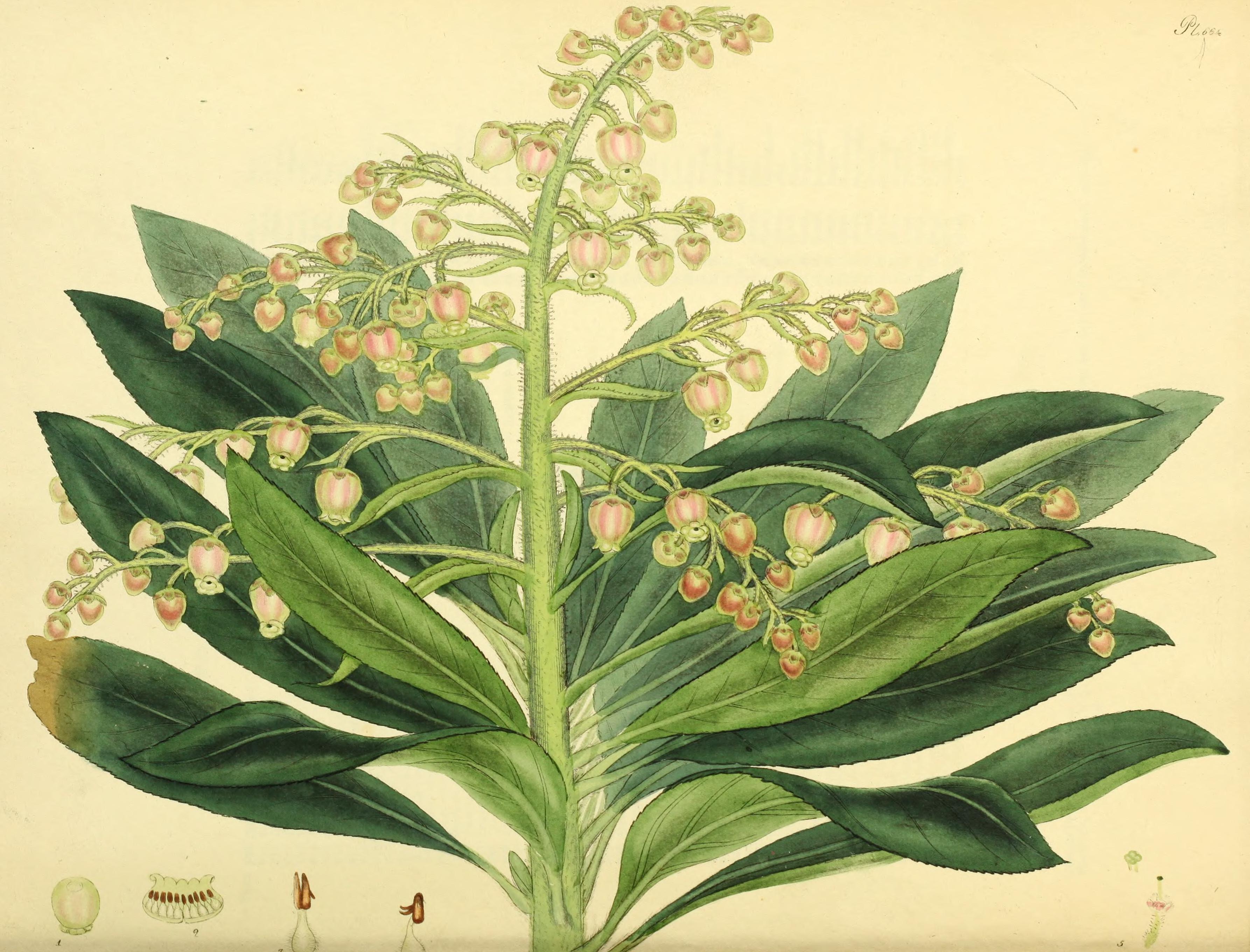 Callicarpa longifolia fruit identification view