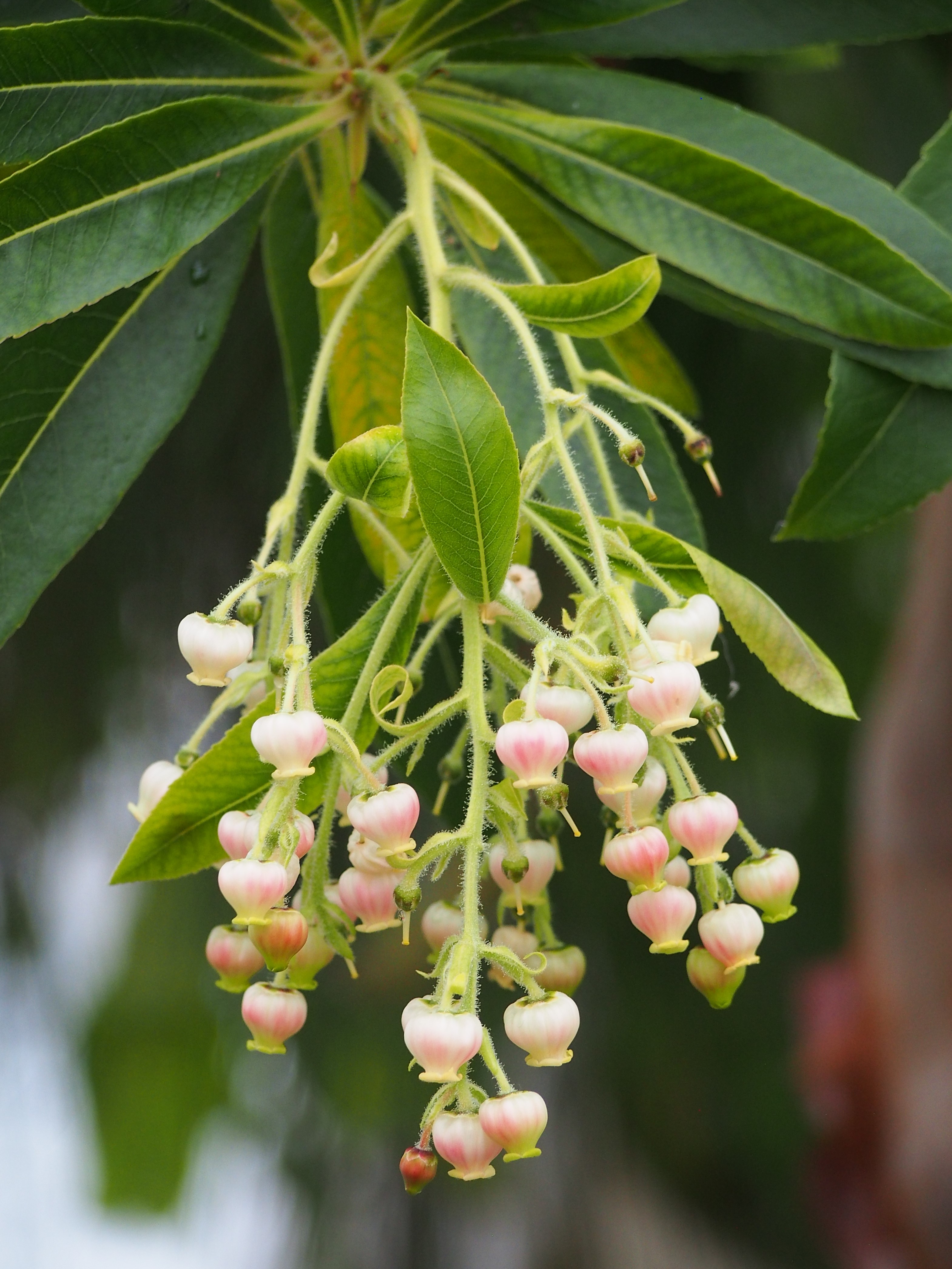 Callicarpa longifolia leaf identification view
