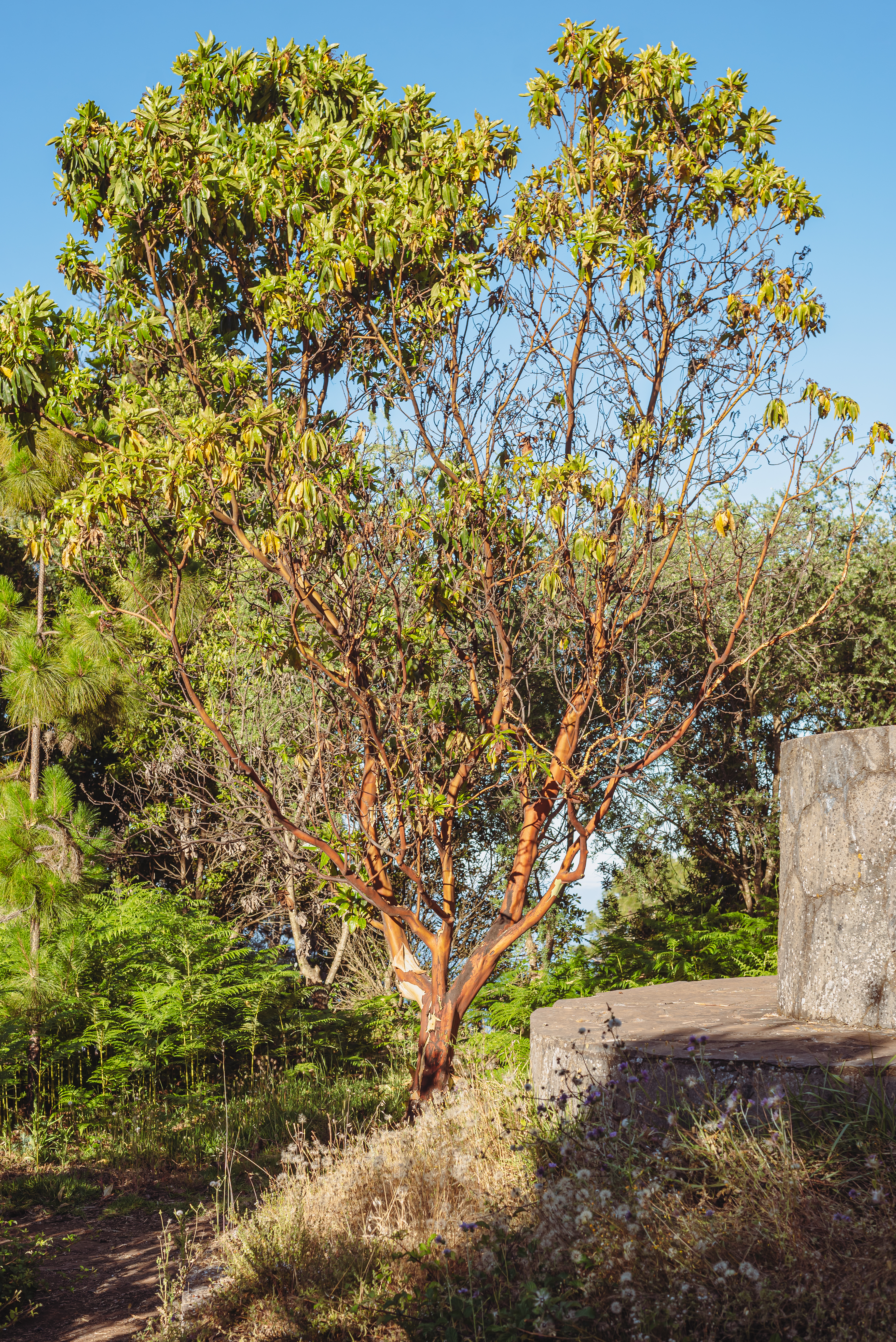 Callicarpa longifolia plant identification view