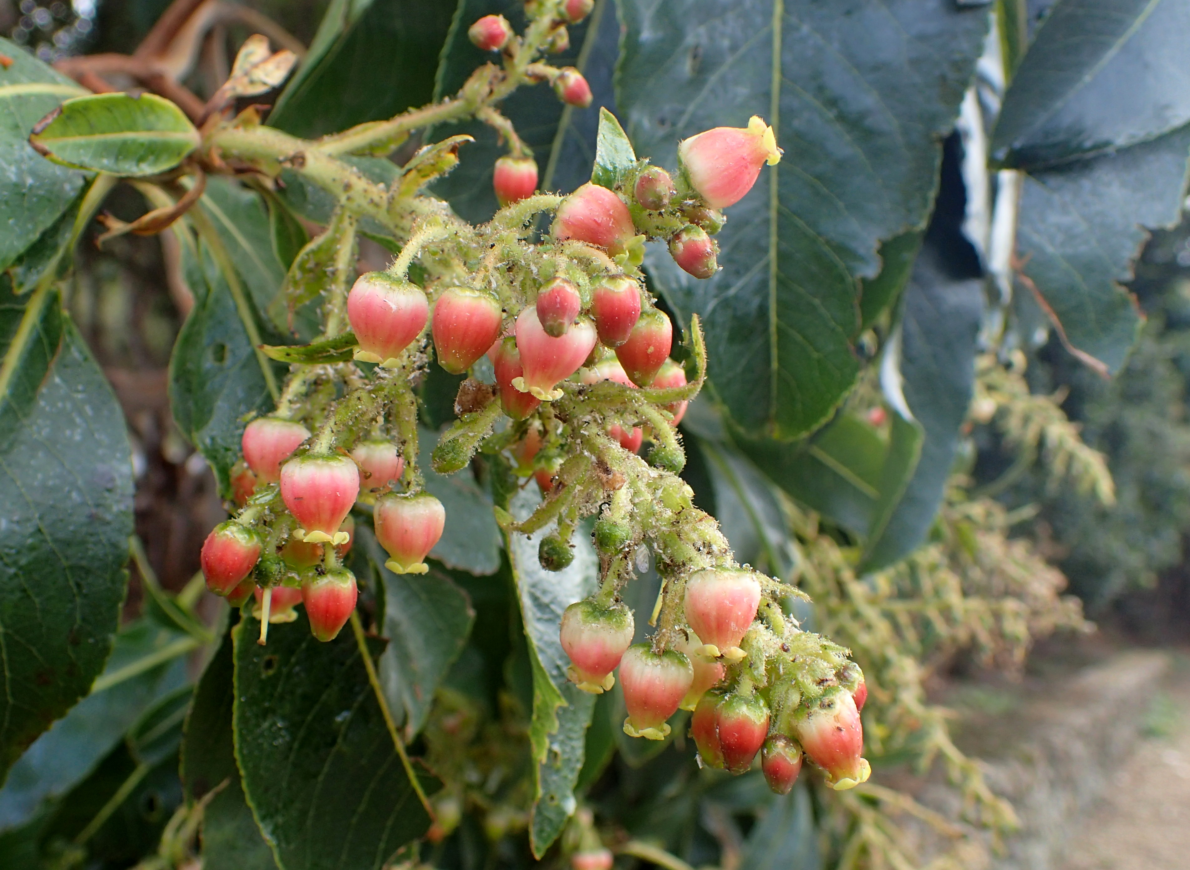 Callicarpa longifolia stem identification view