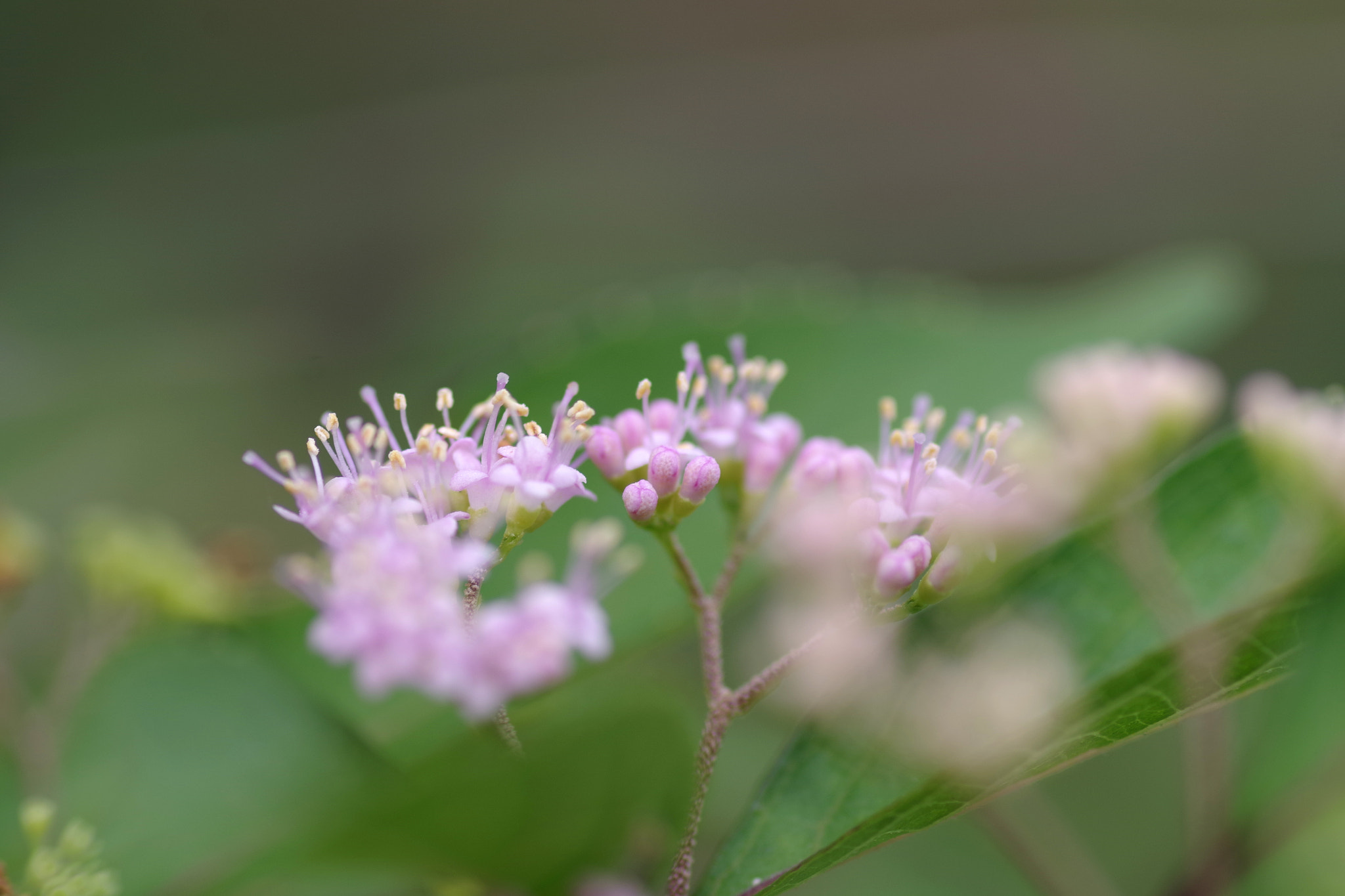 Callicarpa flower identification view