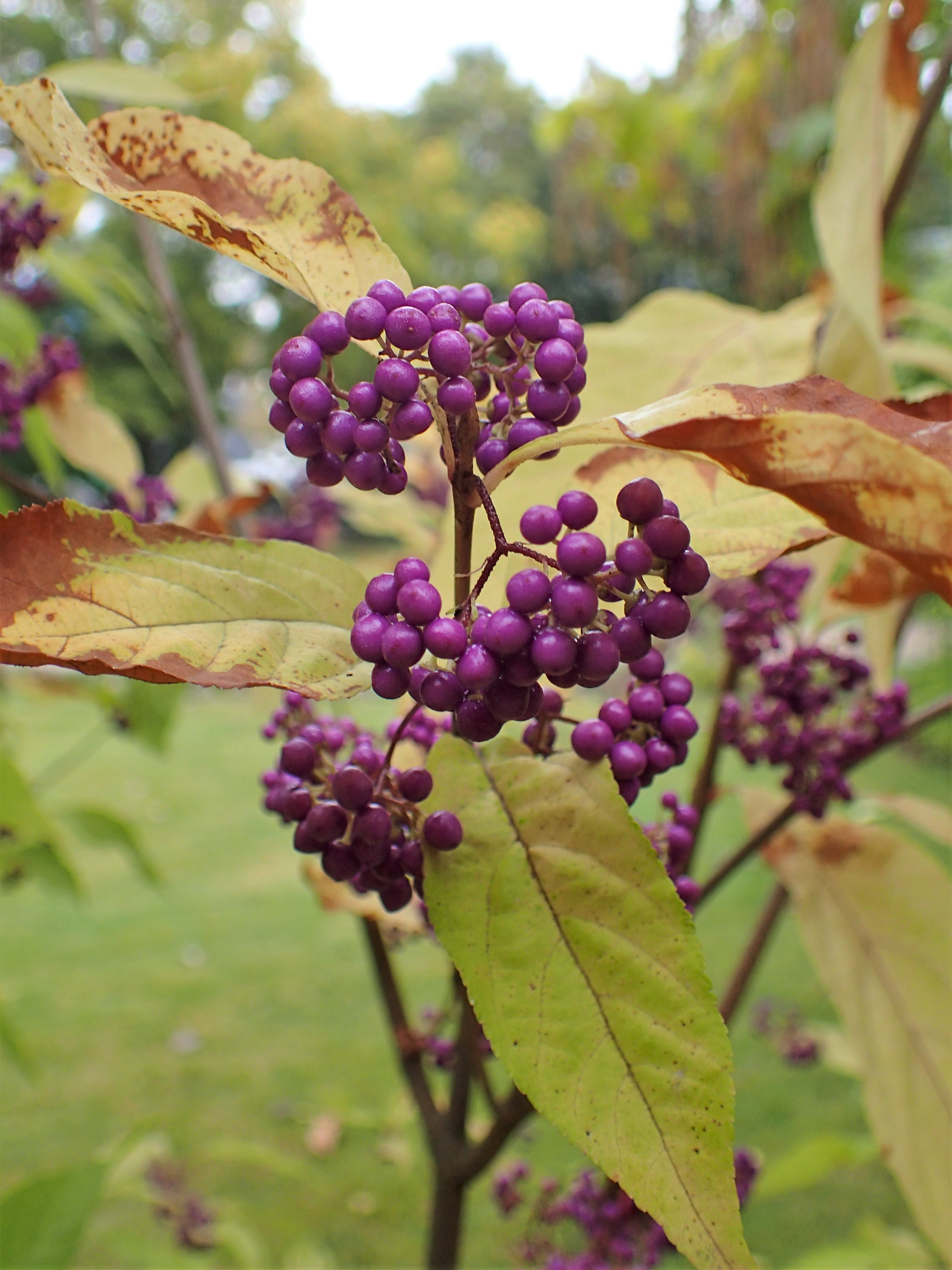 Callicarpa fruit identification view
