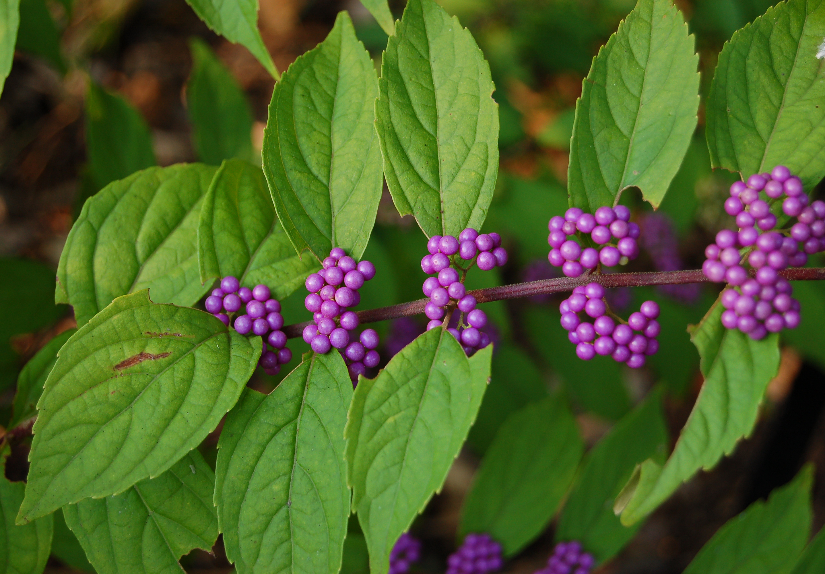 Callicarpa leaf identification view