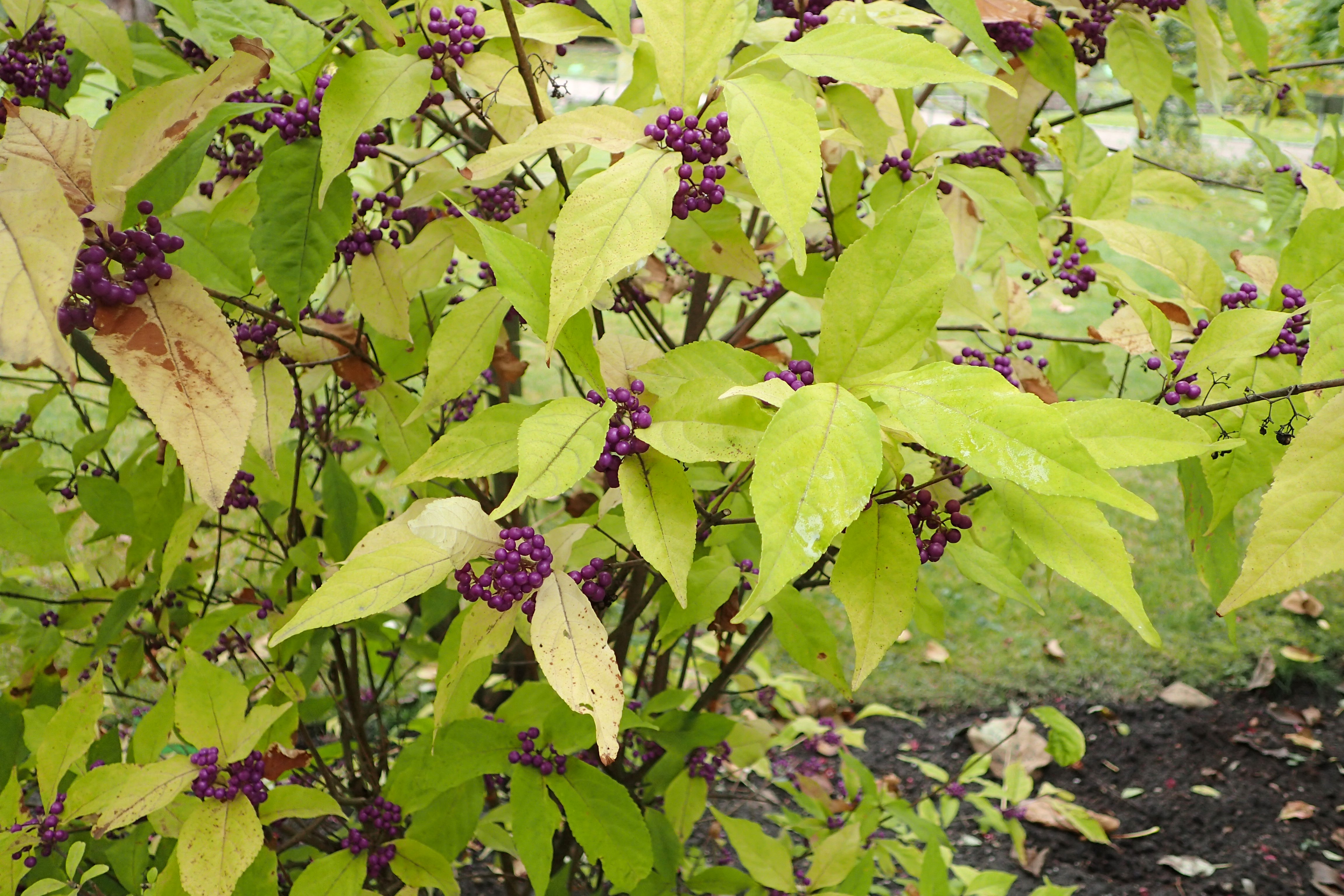 Callicarpa plant identification view