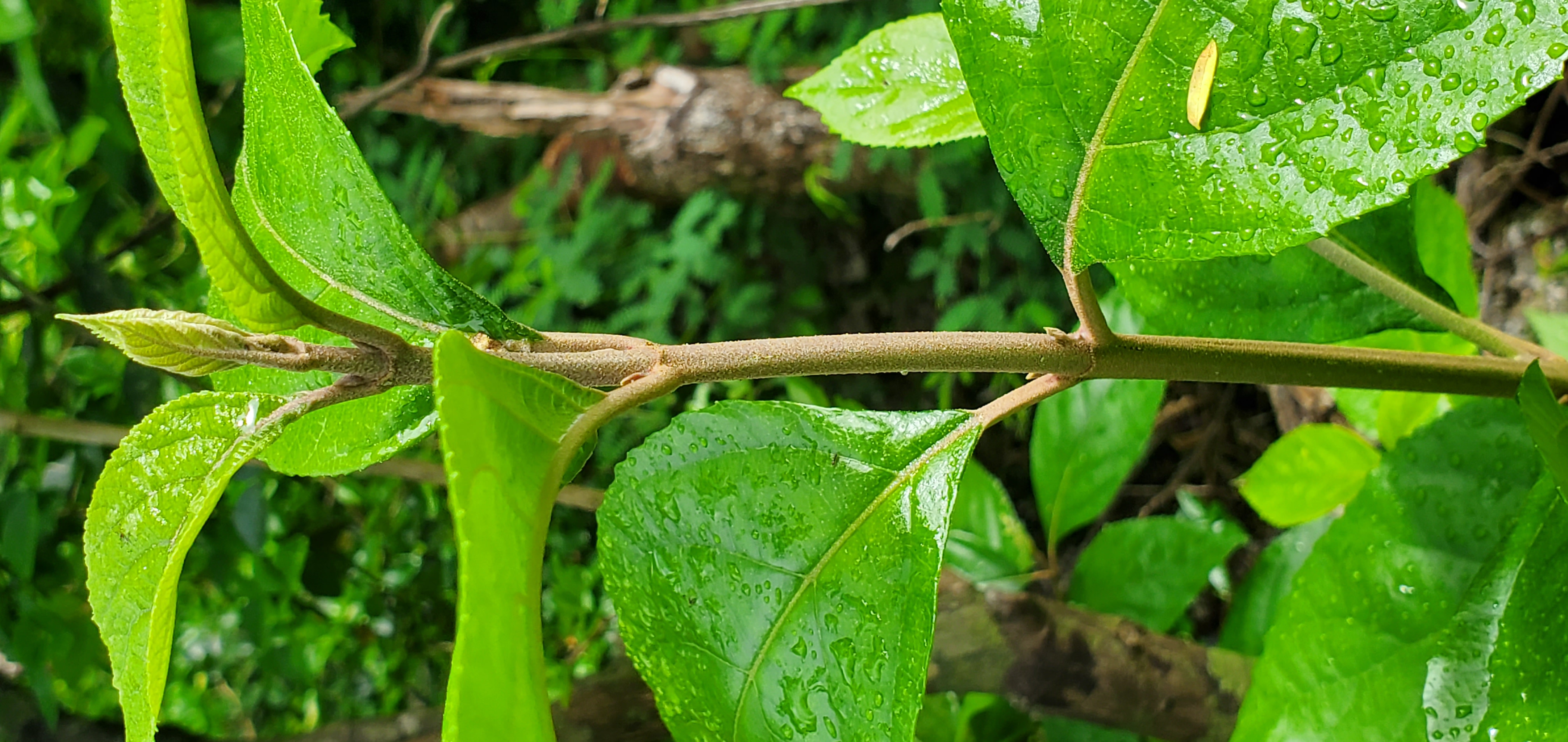 Callicarpa stem identification view