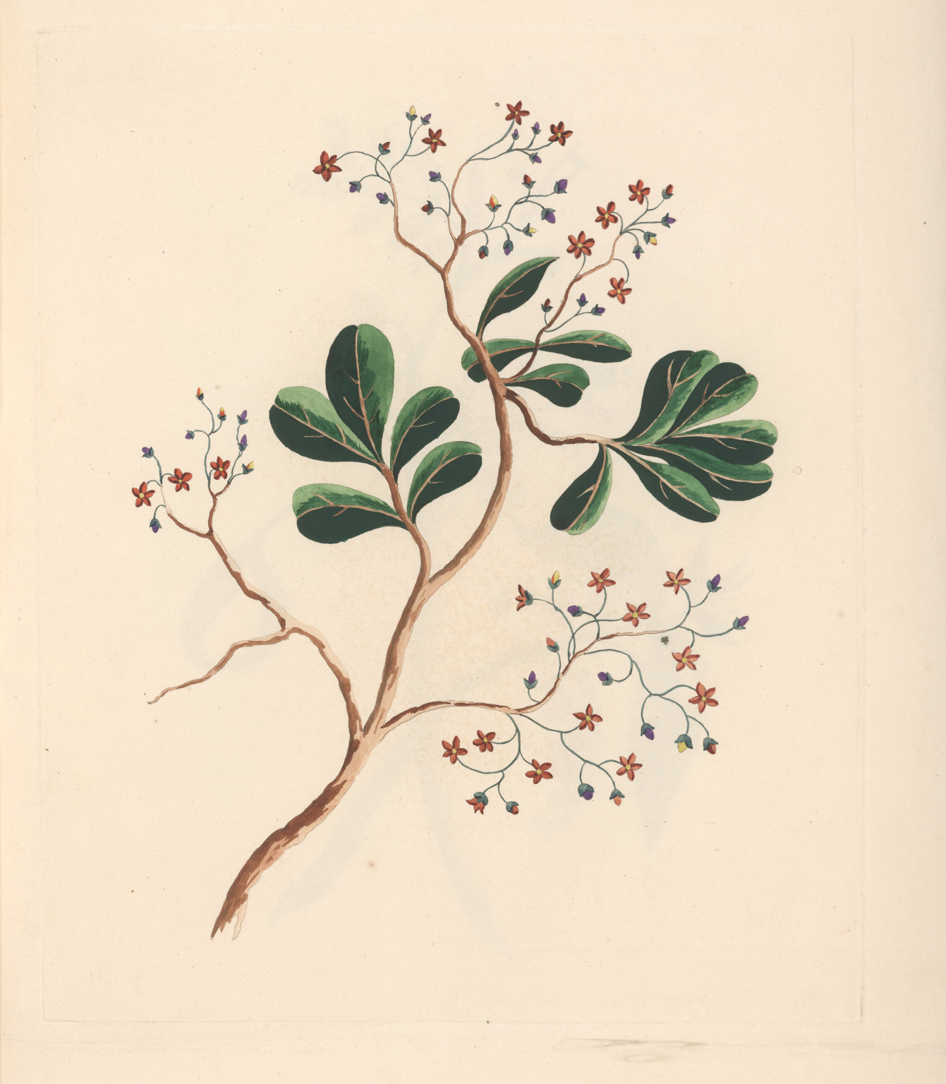 Canellaceae flower identification view