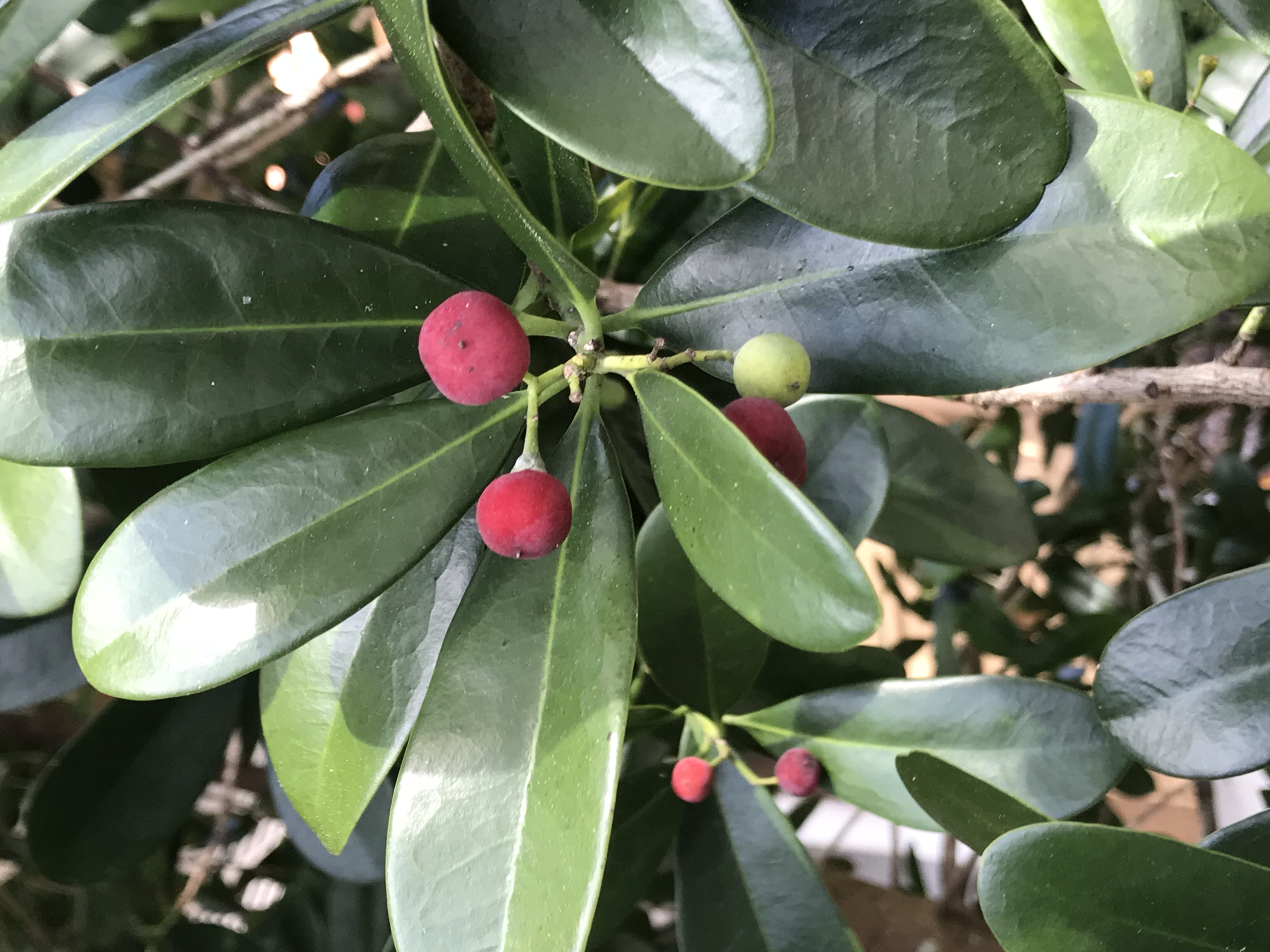 Canellaceae fruit identification view