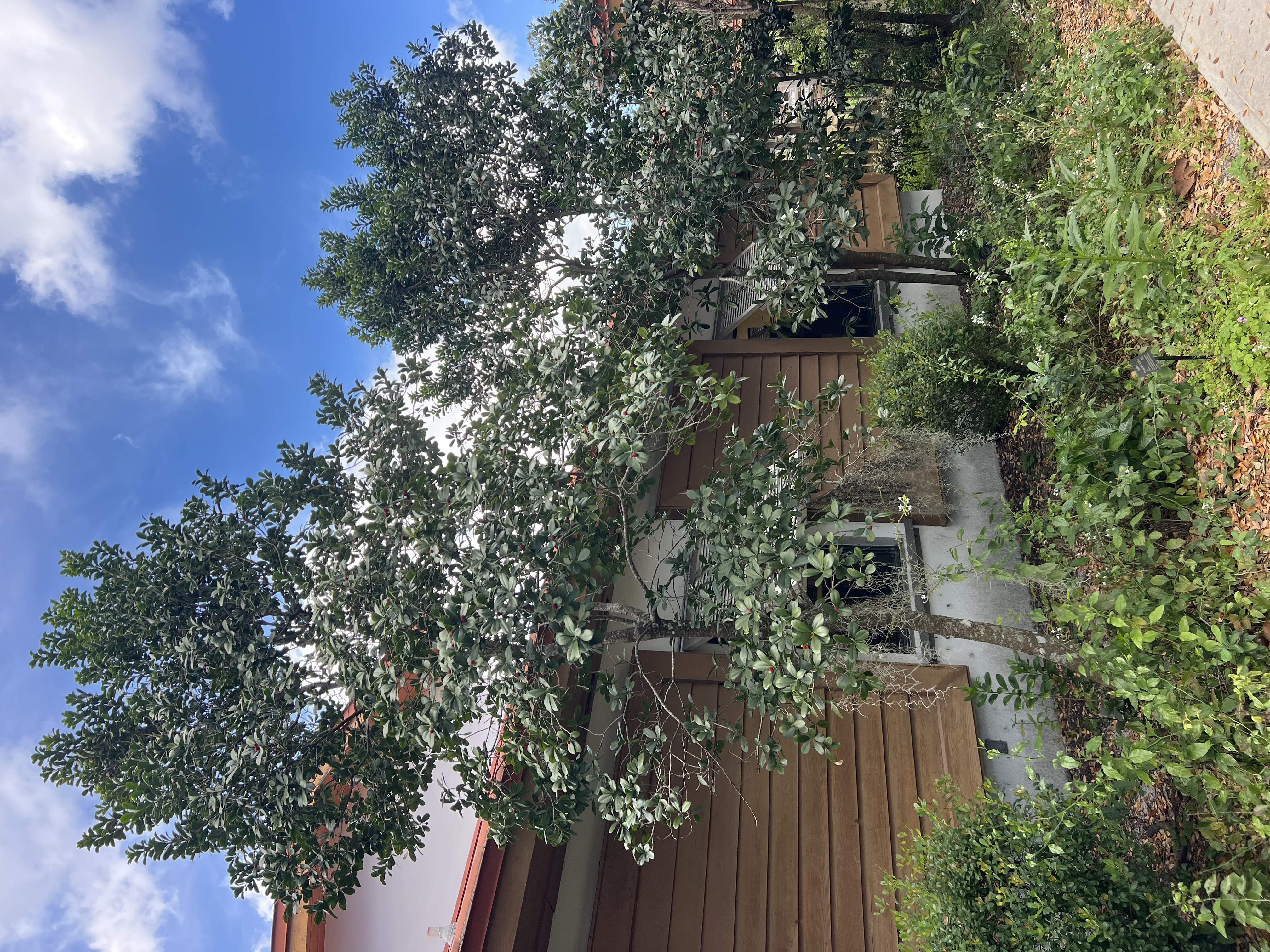 Canellaceae plant identification view