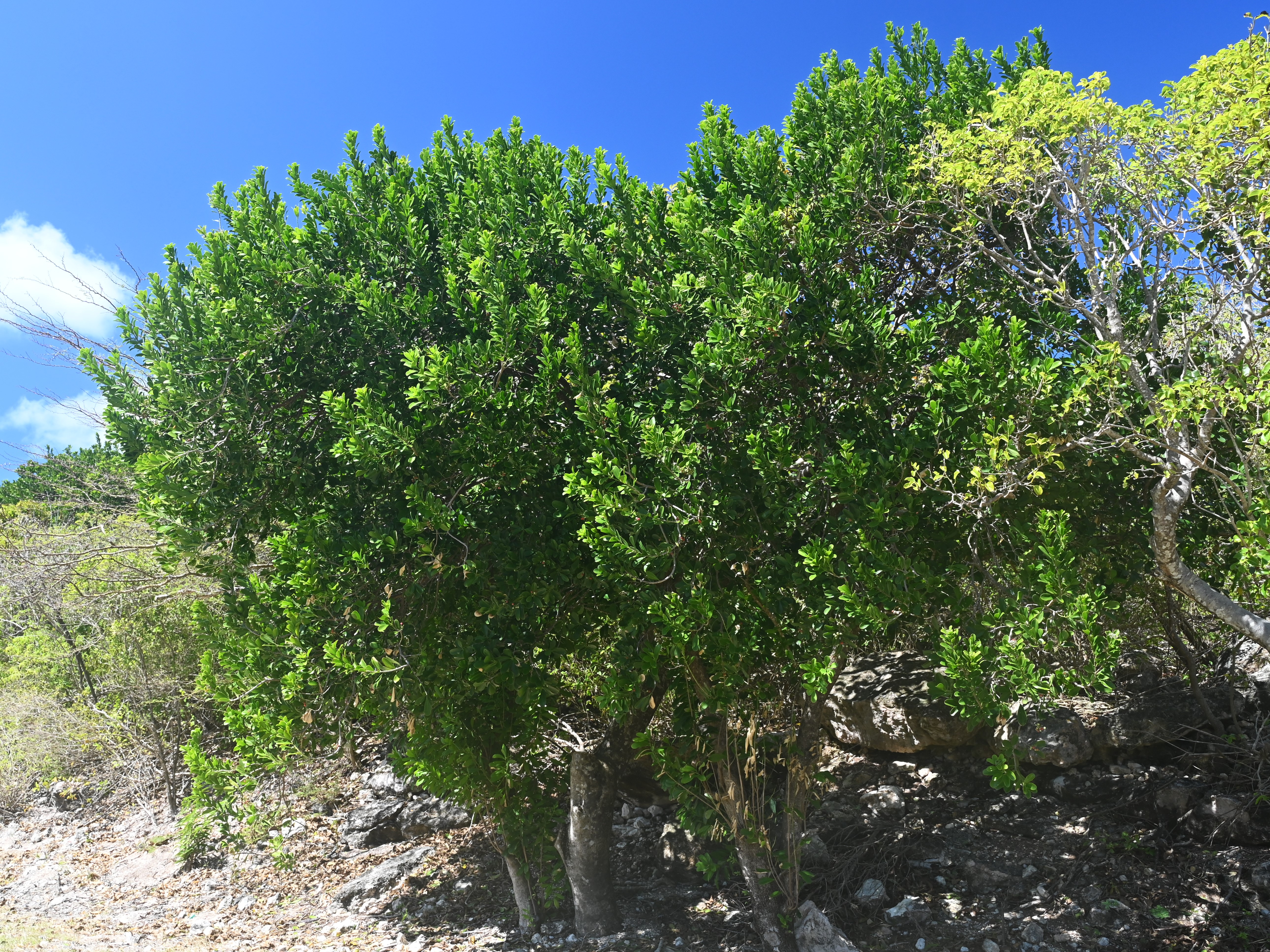 Canellaceae stem identification view