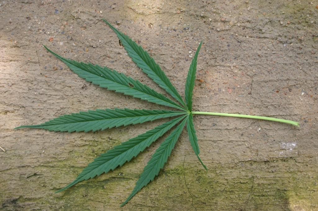 Cannabis leaf identification view