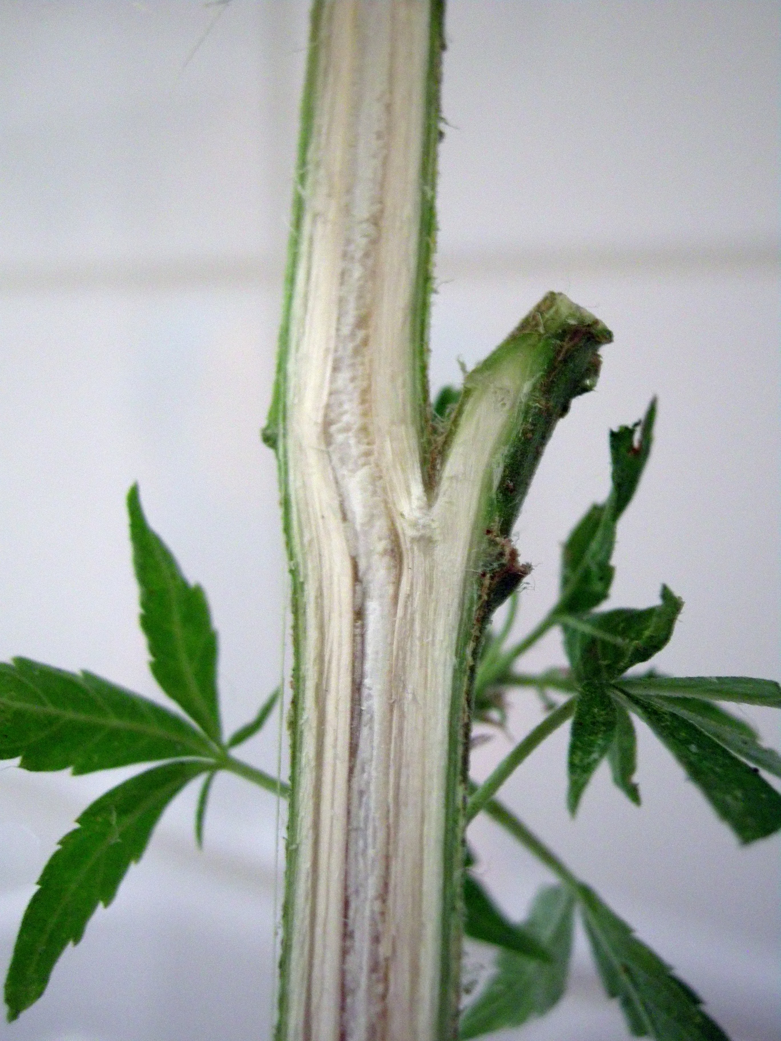 Cannabis stem identification view