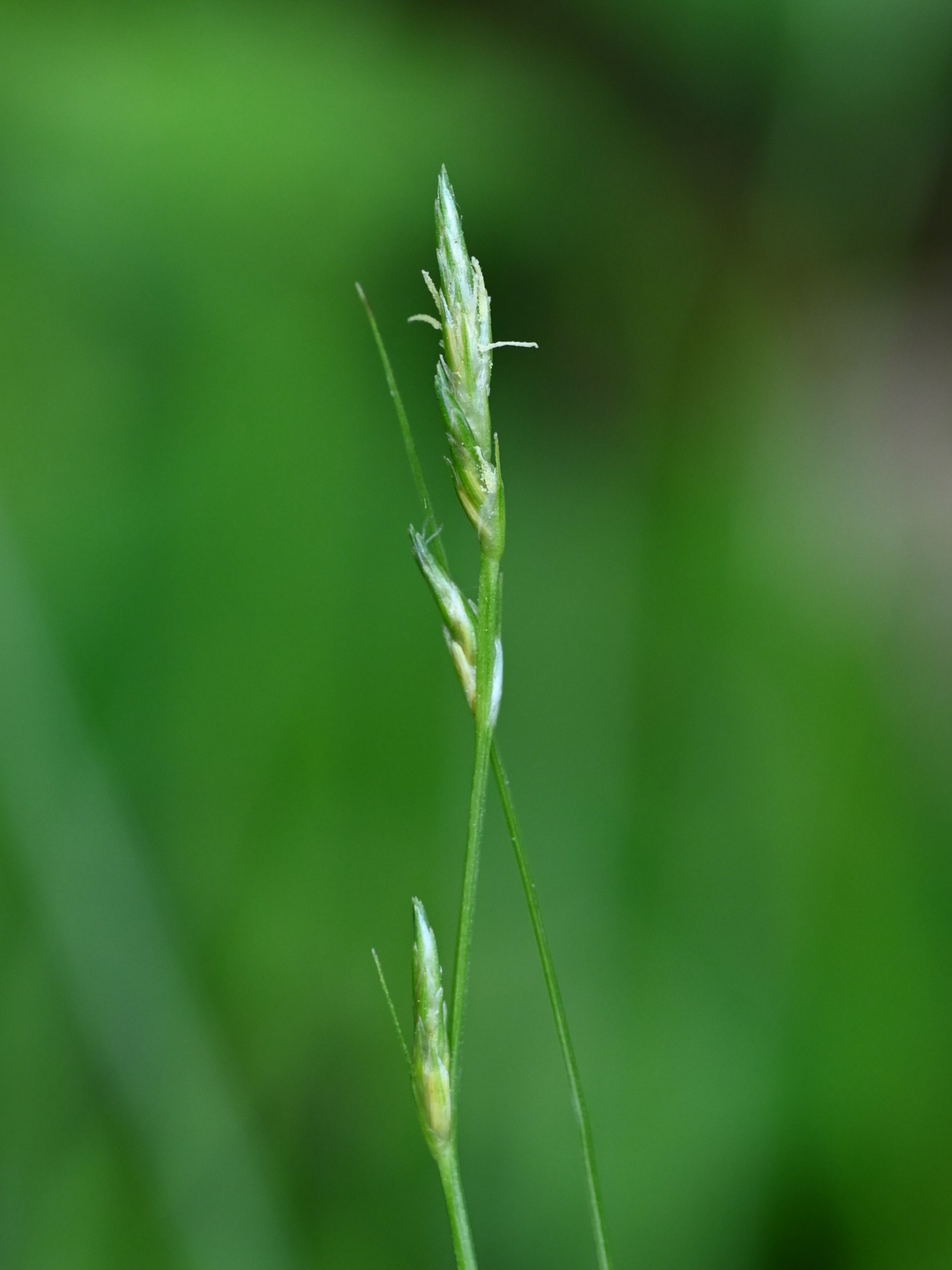 Carex flower identification view